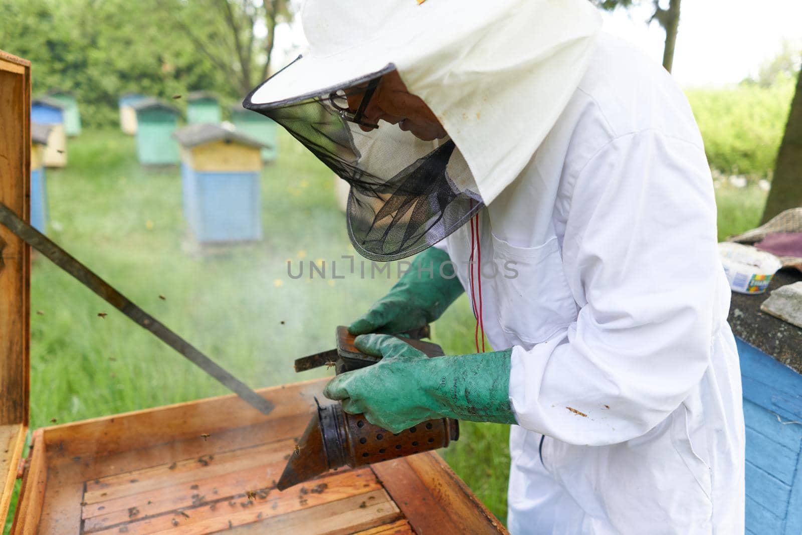 Beekeeper wearing gloves throwing smoke in an artificial beehive by WesternExoticStockers