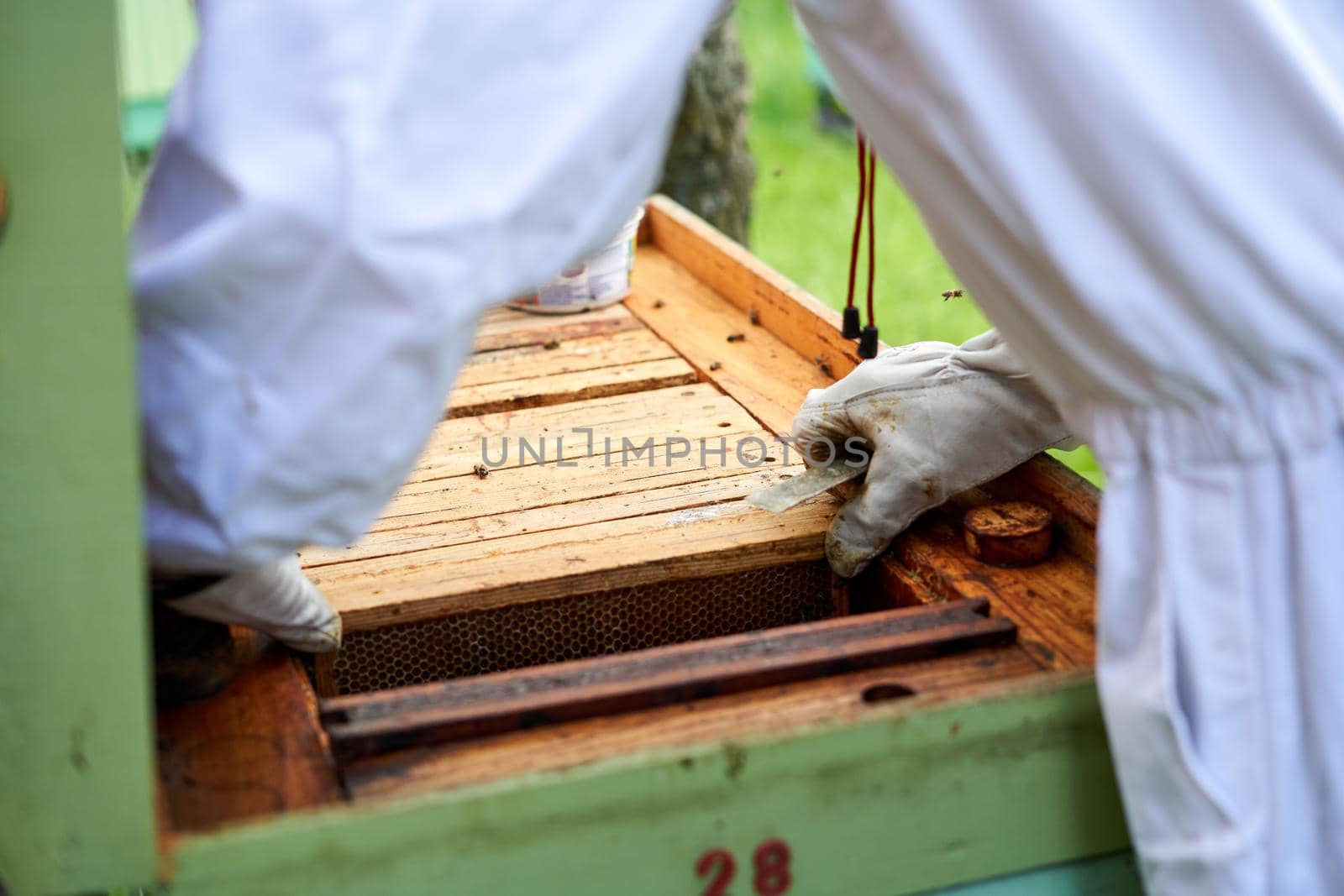 Beekeeper checking the shelter with beehive in a farm by WesternExoticStockers