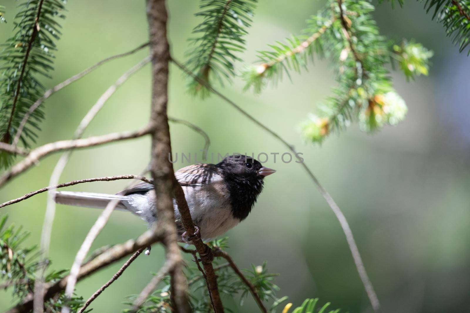 Dark-eyed junco sitting on a branch staring out, near Poets Cove,British Columbia
