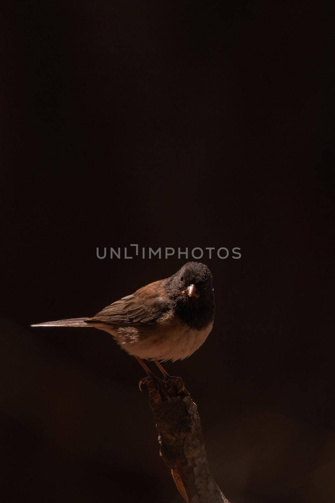 Dark-eyed junco sitting on a branch staring out with a black background, near Poets Cove,British Columbia