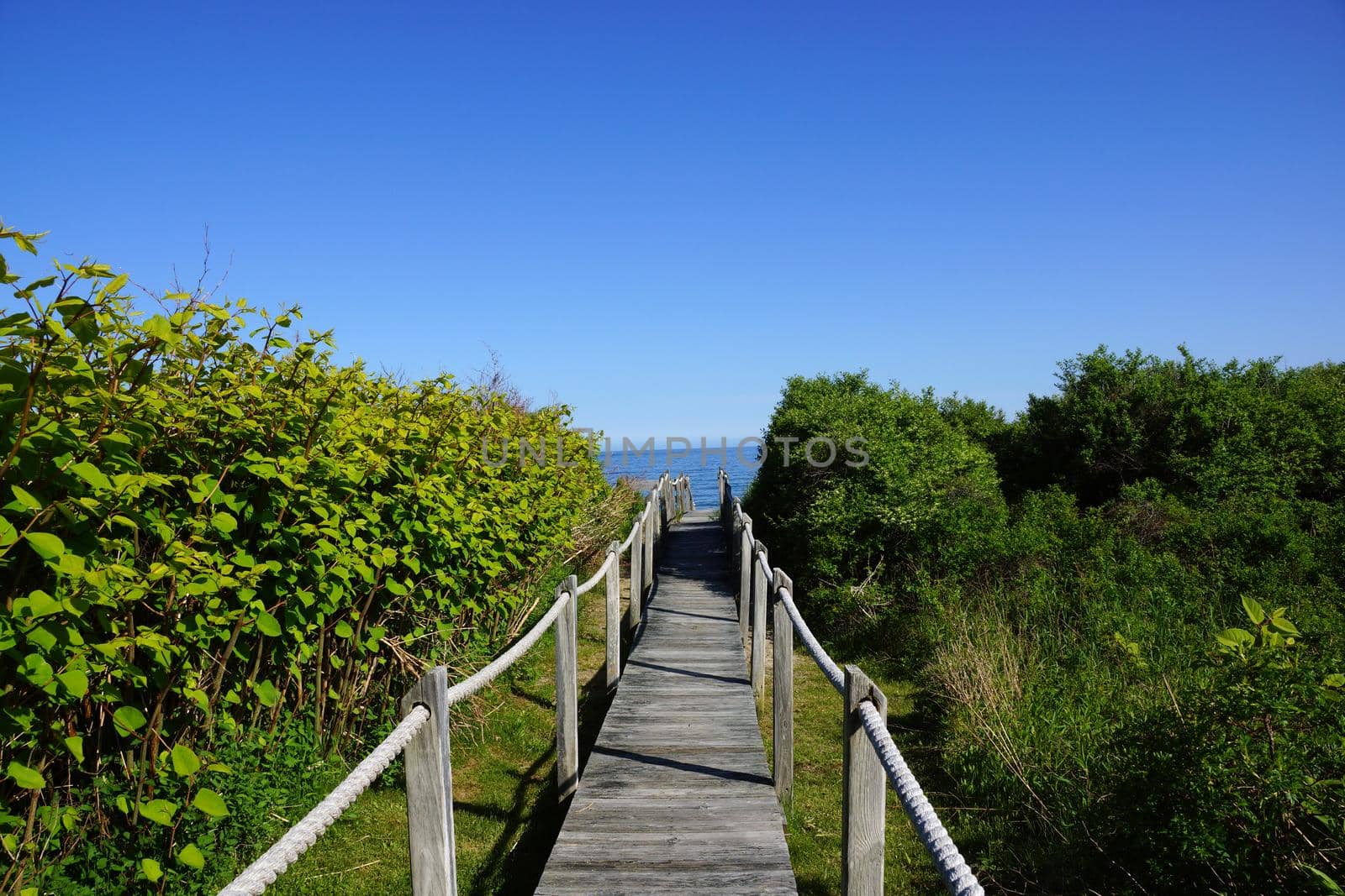 Wooden path with white rope railings surrounded by plants leading to the ocean in Maine.