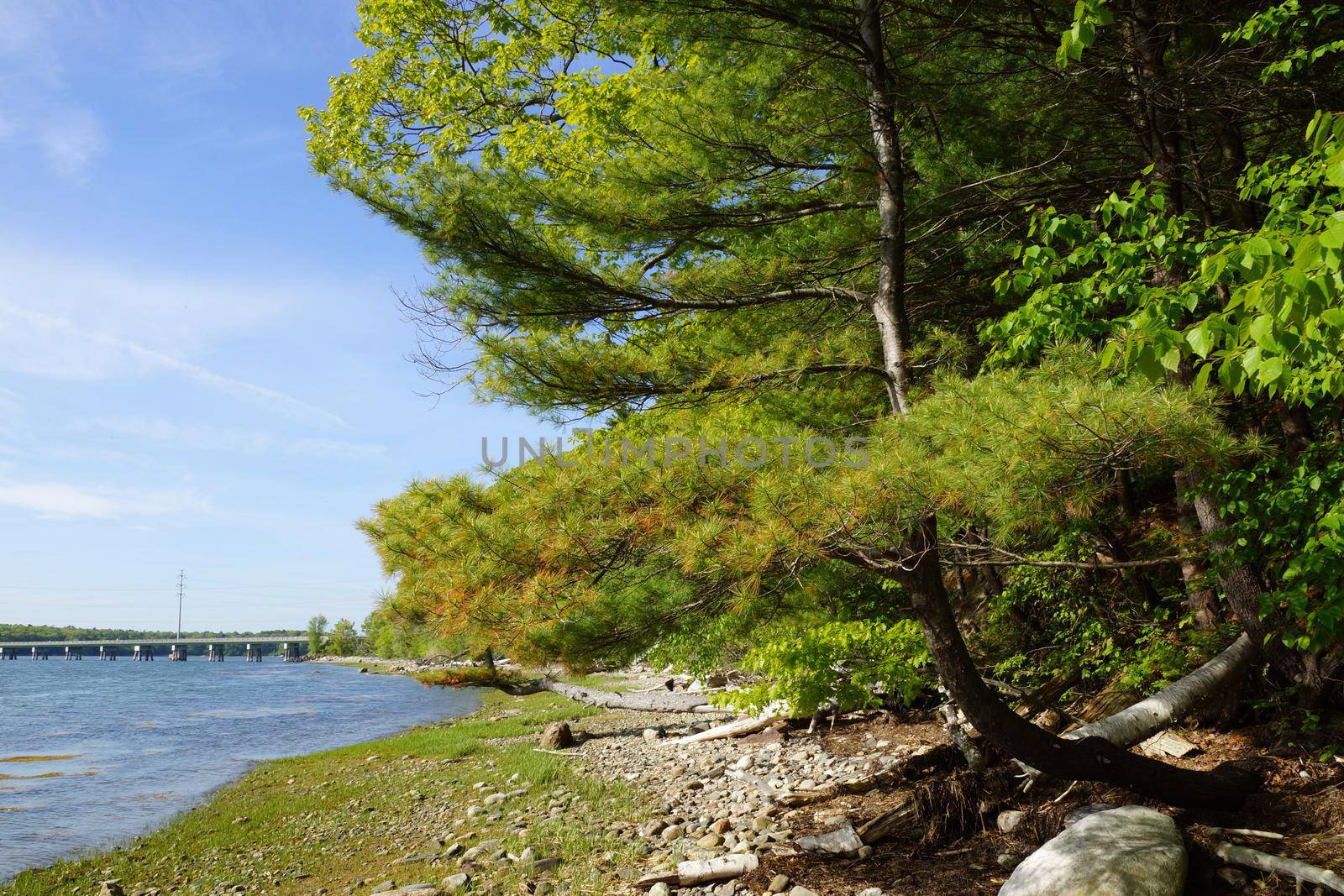 Pine Tree on rocky beach leading to a Bridge and Power lines  by EricGBVD