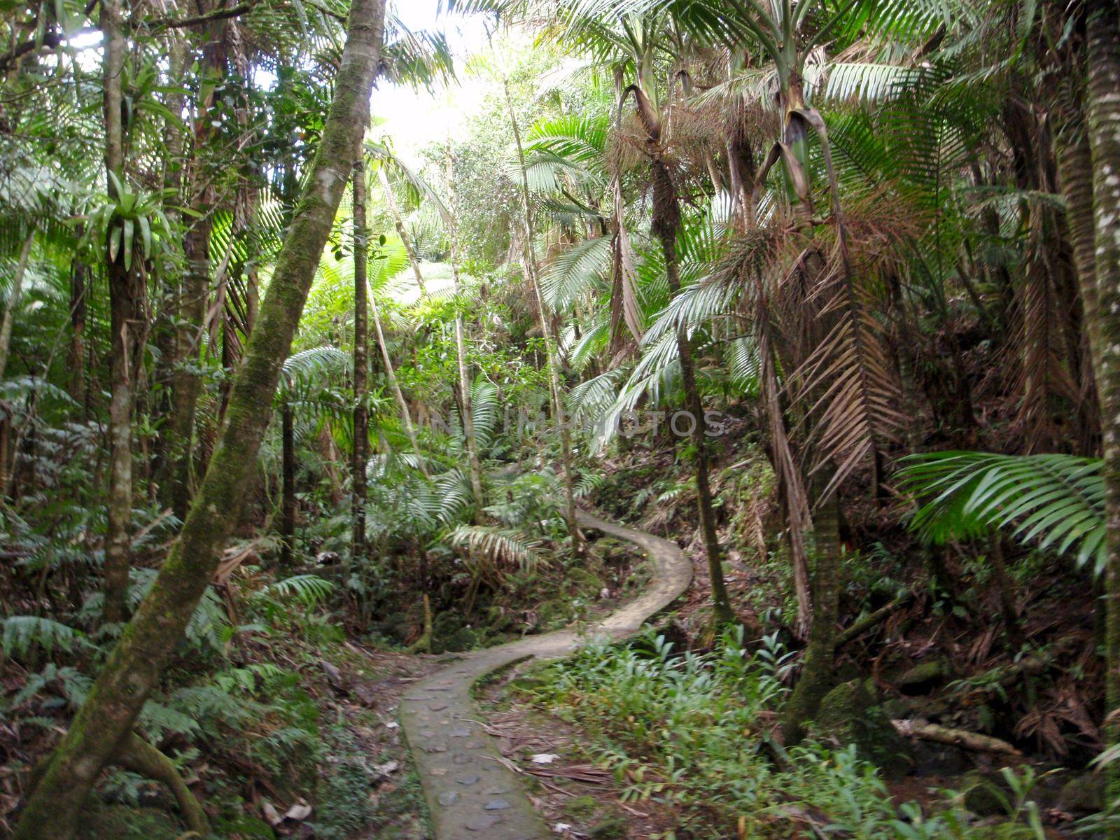 Curvy Path in Tropical rainforest by EricGBVD