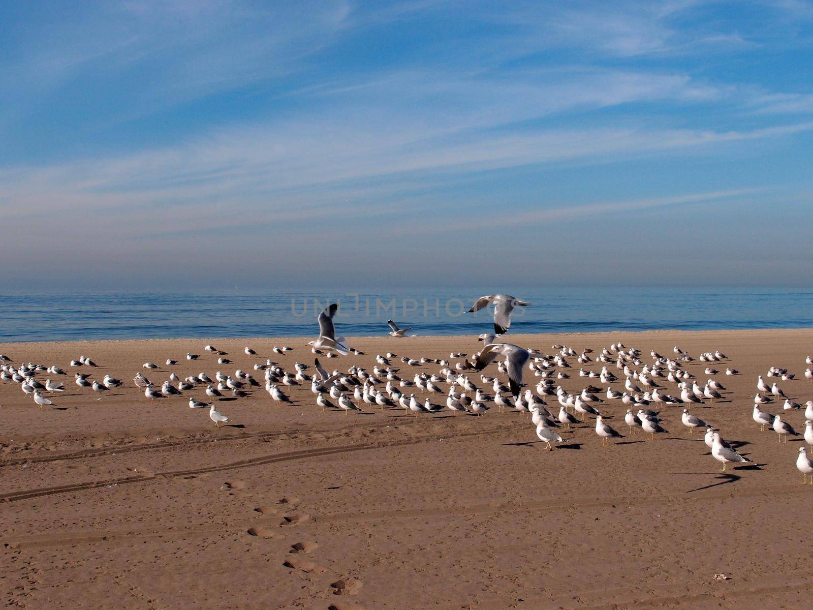 Flock of Western sea gulls rest on the beach with a couple of them flying in the air by EricGBVD