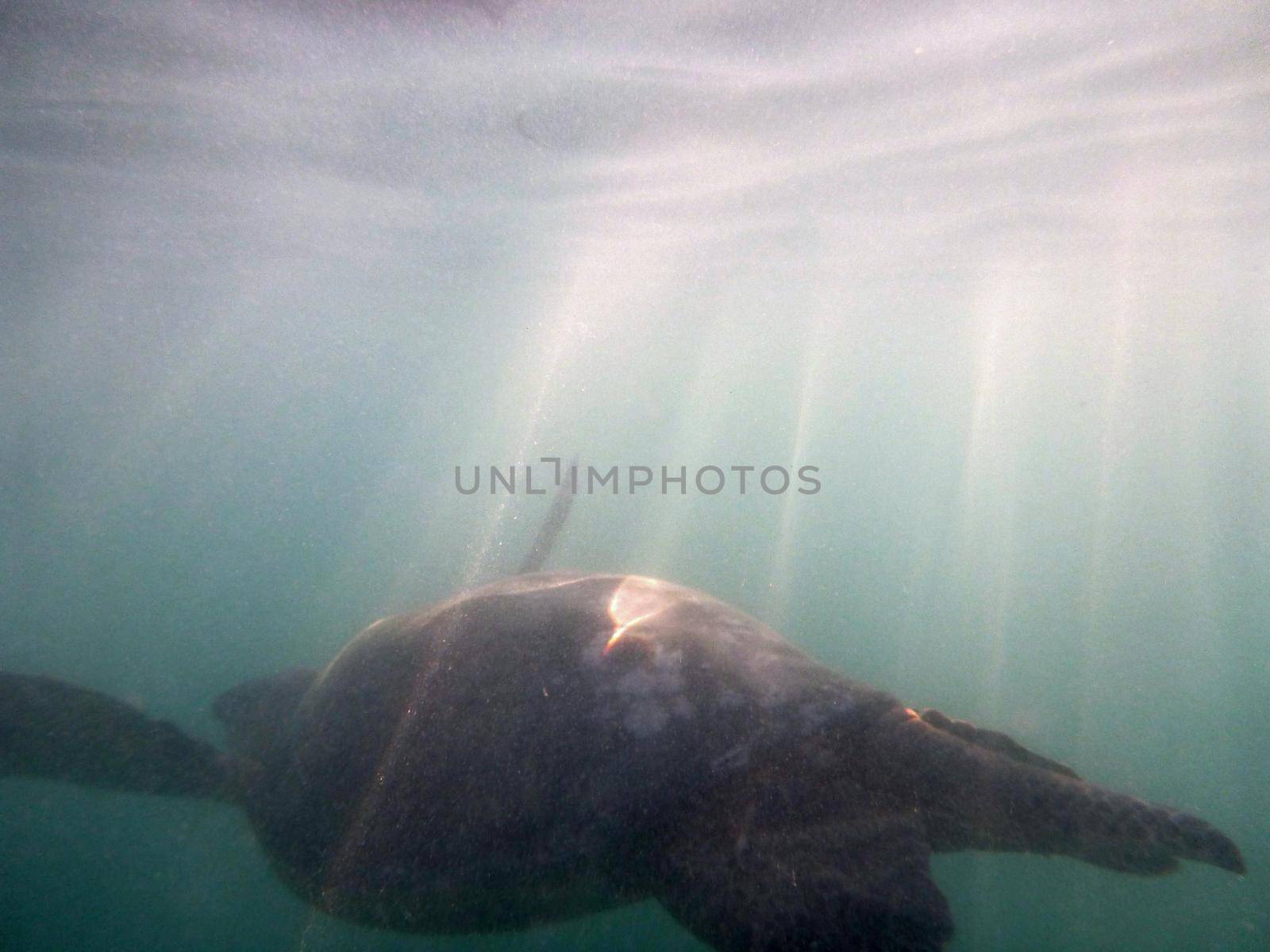 Hawaiian Sea Turtle swims under the waves of Waikiki, Oahu, Hawaii.