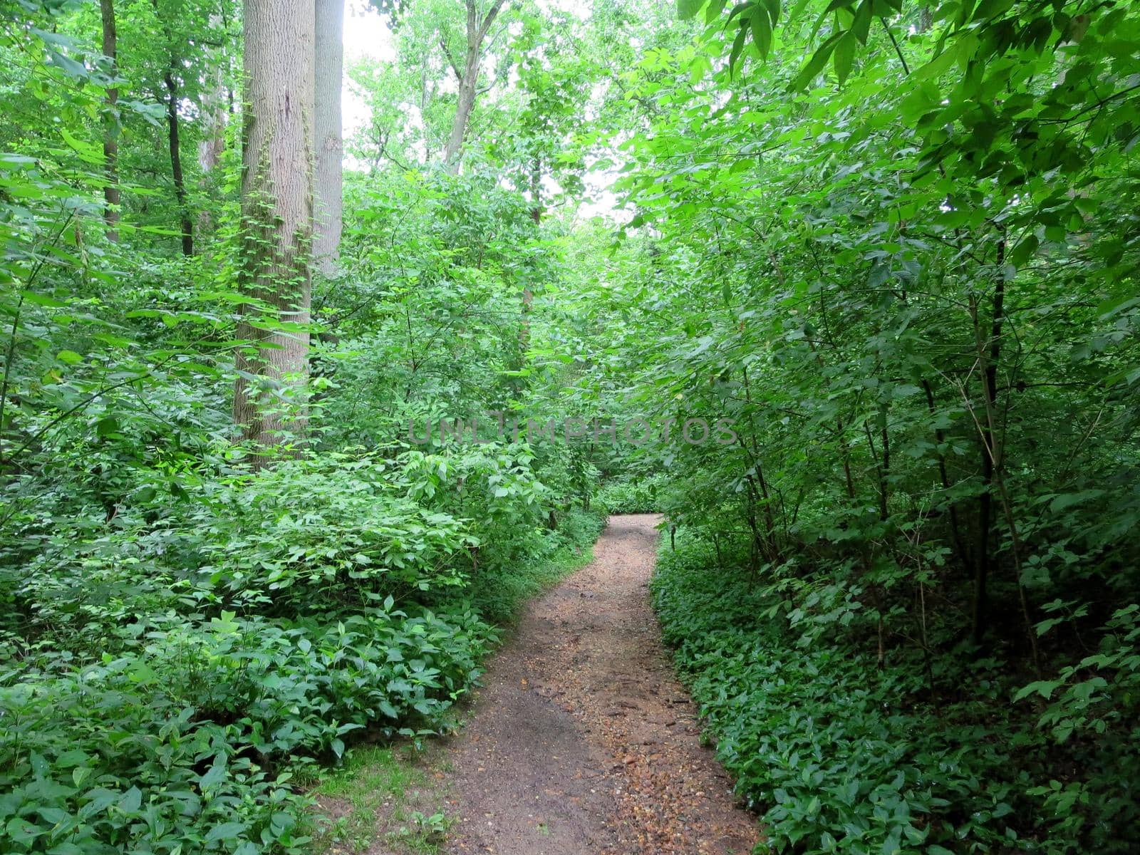 Dirt Path in Forest in Rock Creek Park, Washington DC.