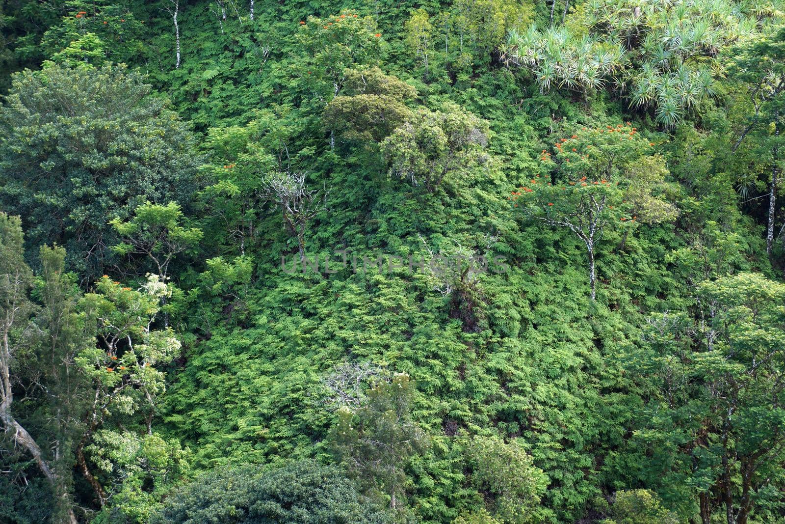 Close-up of lush tropical rain-forest hillside  by EricGBVD