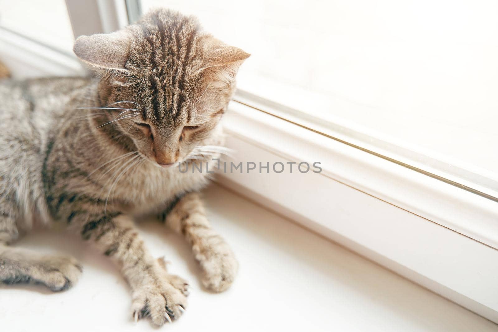 Cute striped cat is resting on windowsill under rays of sun. Fluffy domestic feline lies with its paws spread out and enjoys summer weather. Good day outside window. Pet and animal themes.