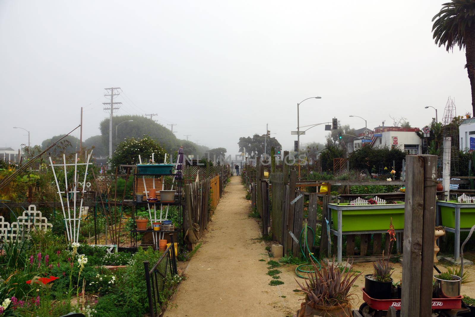 Community Garden in  Santa Monica, California with Marine layer fogging in the garden.             