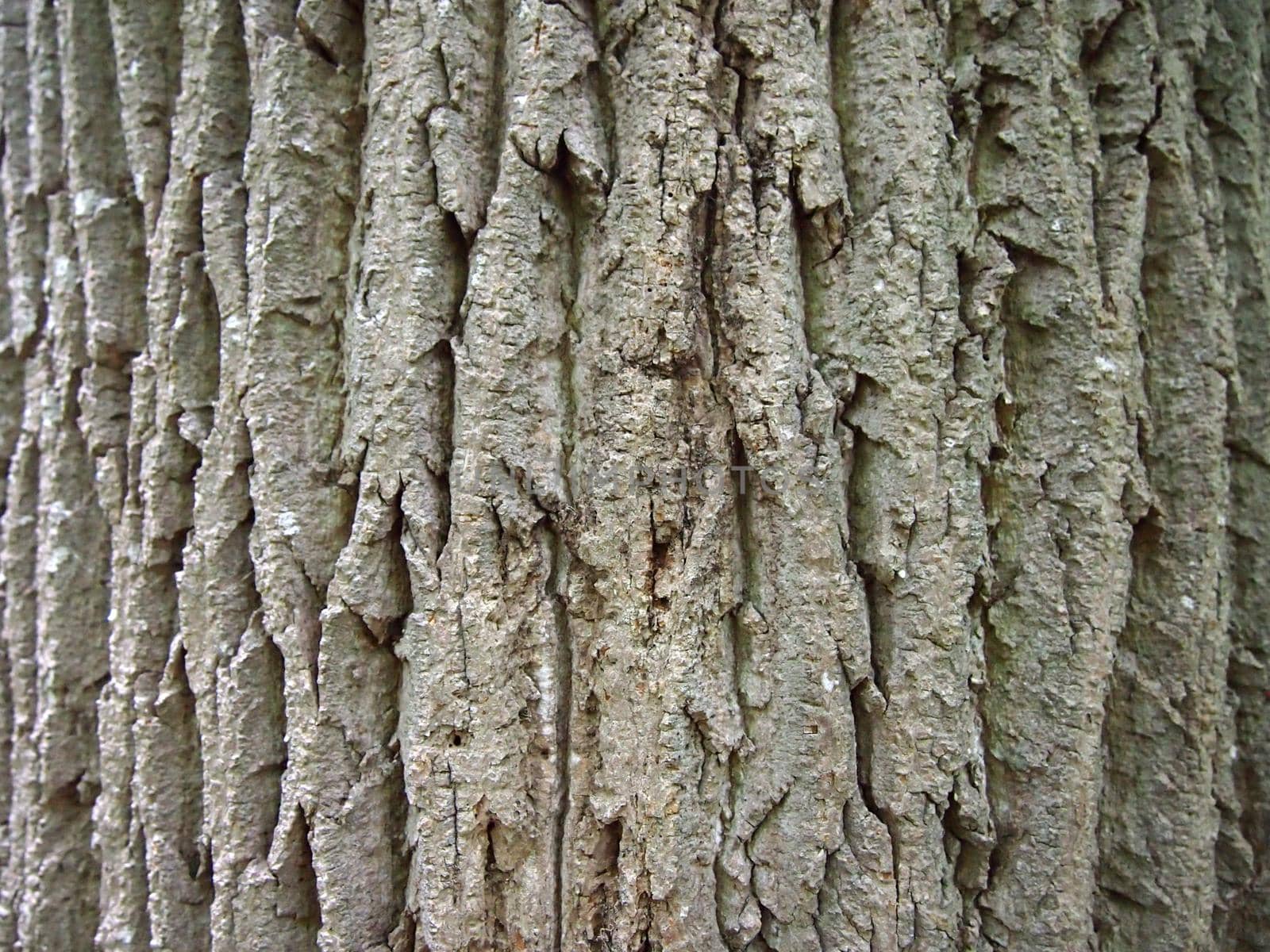 Gray Tree Bark Close-up textured pattern with lines going downwards.
