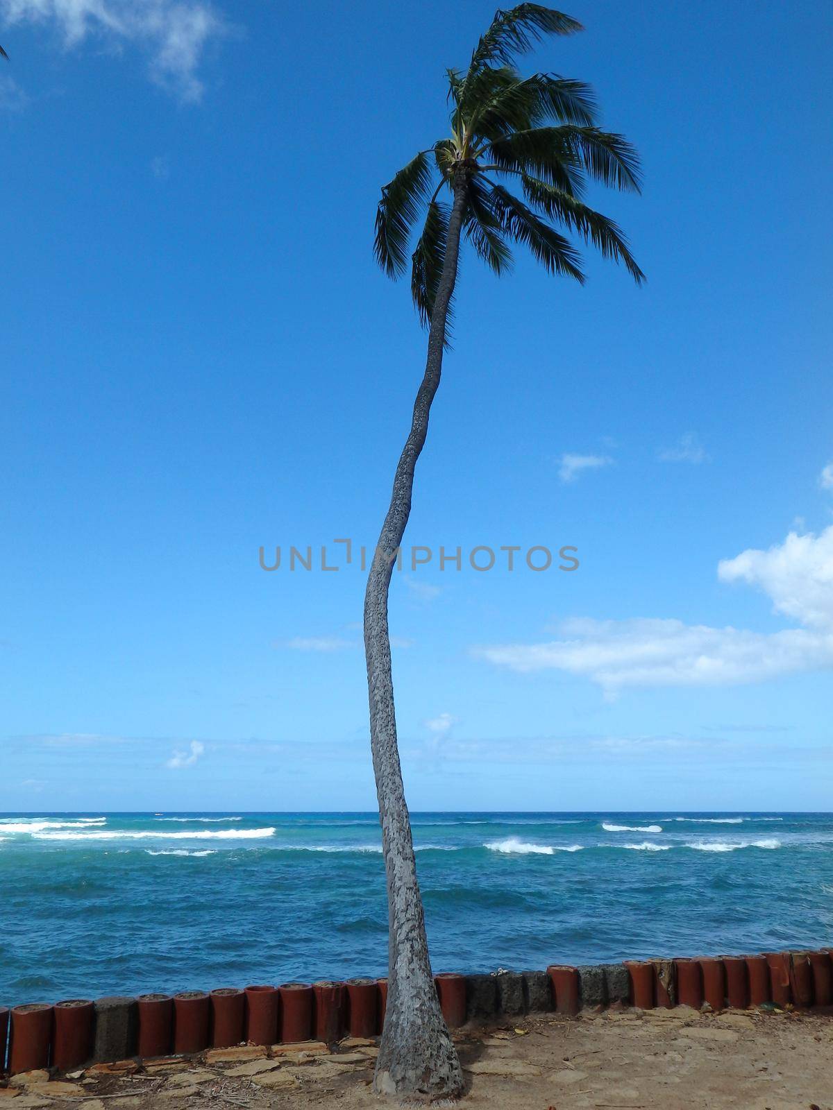 Coconut tree hang over stone wall with waves in shallow ocean waters of Waikiki by EricGBVD