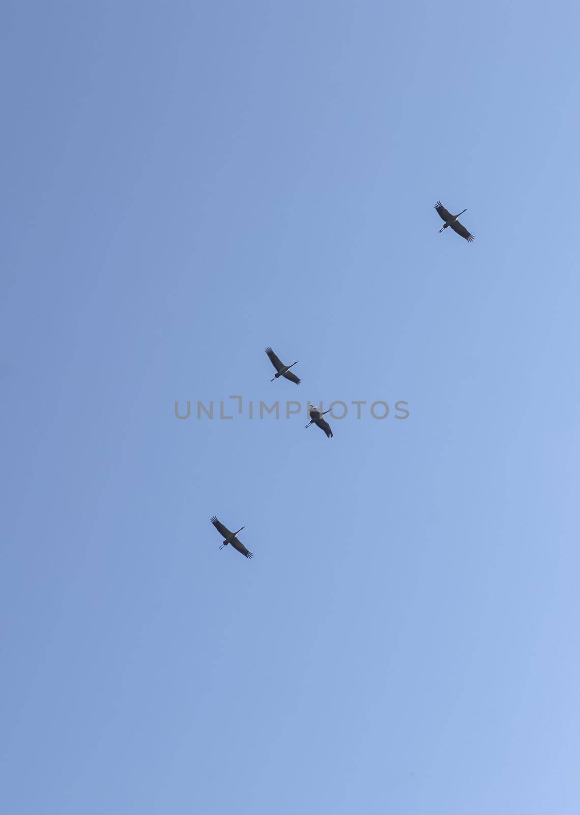 Lots of white storks in a completely blue sky