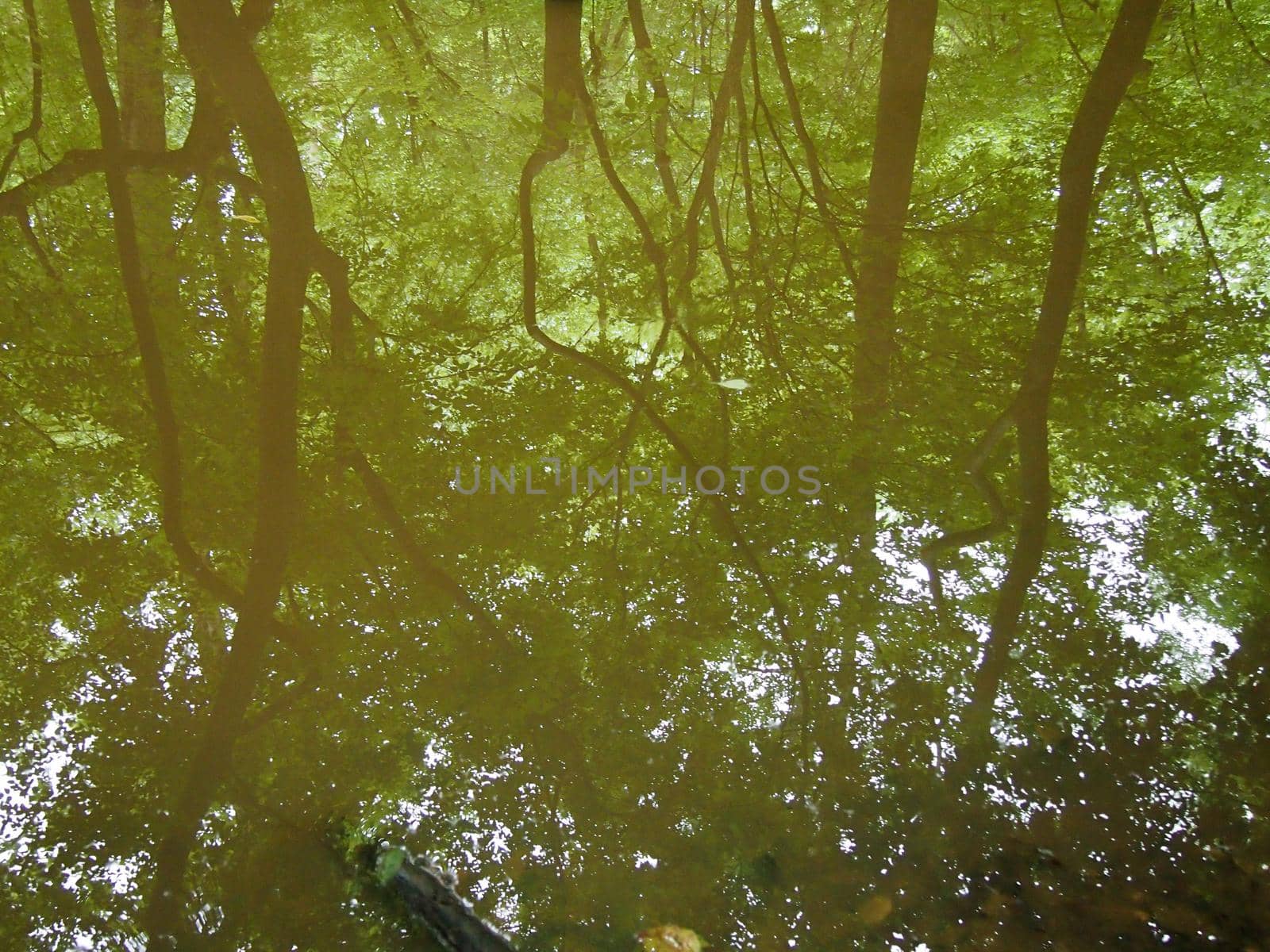 Background of trees mirrored in murky water surface by EricGBVD