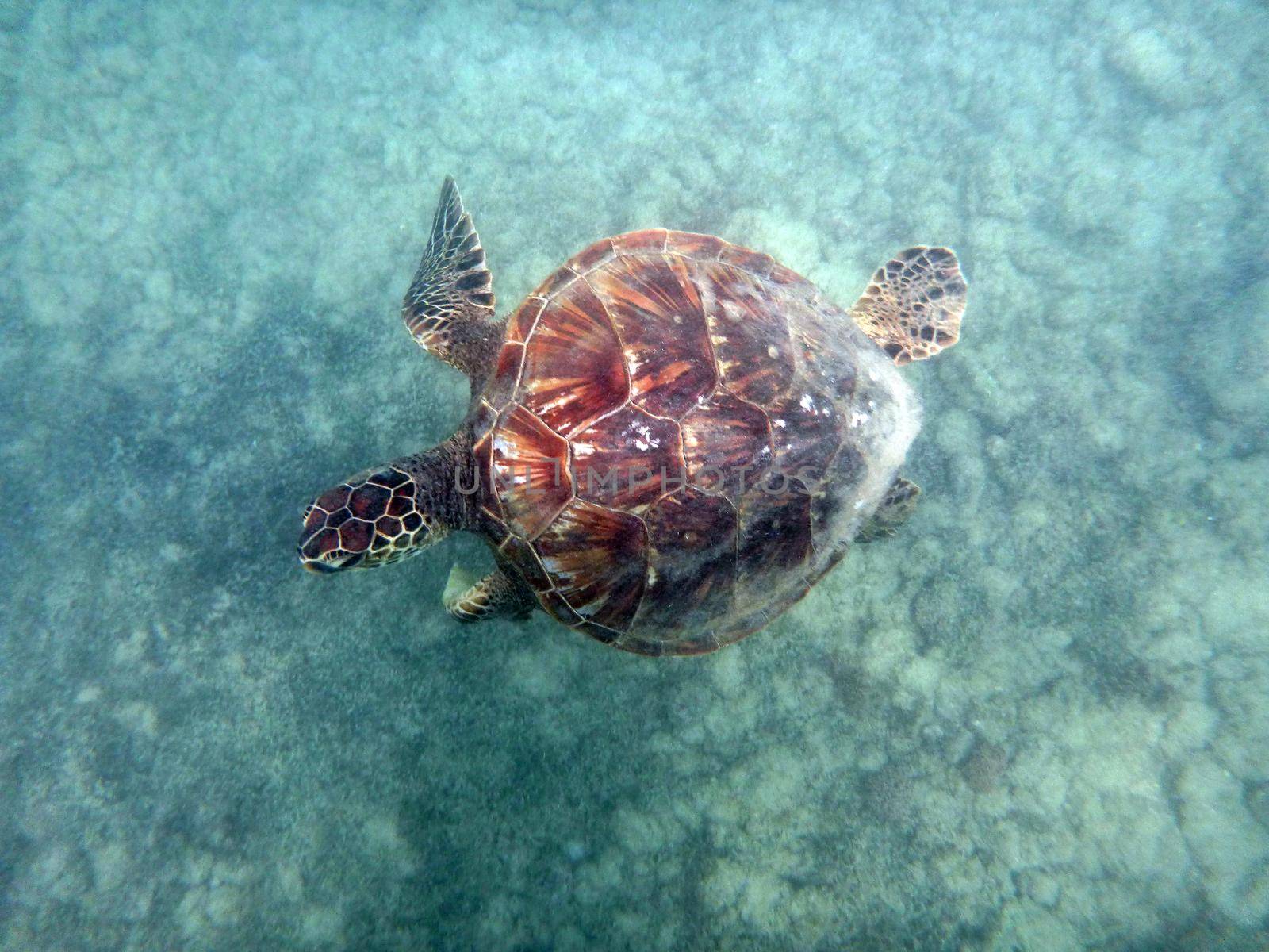 Hawaiian Sea Turtle swims above coral rocks the waters of Waikiki on Oahu, Hawaii.  July 2014.