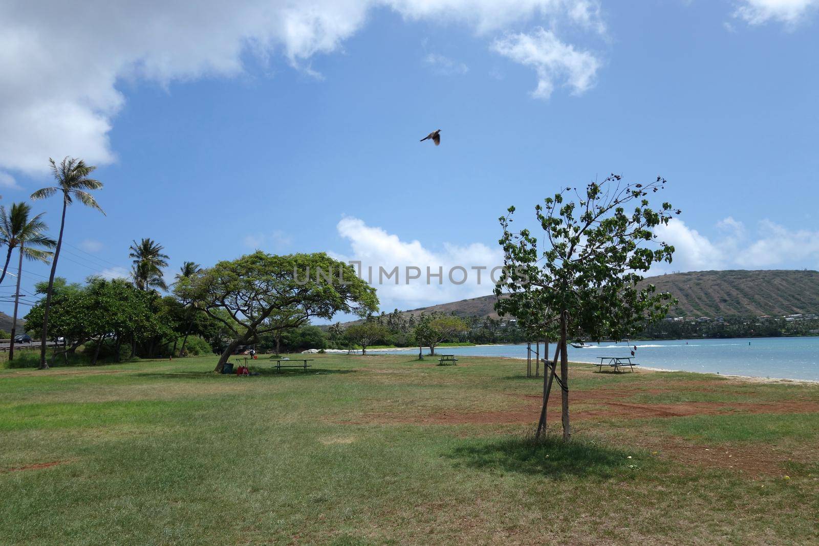 Pidgin flying in the air at Maunalua Bay Beach Park full of trees in Hawaii Kai by EricGBVD