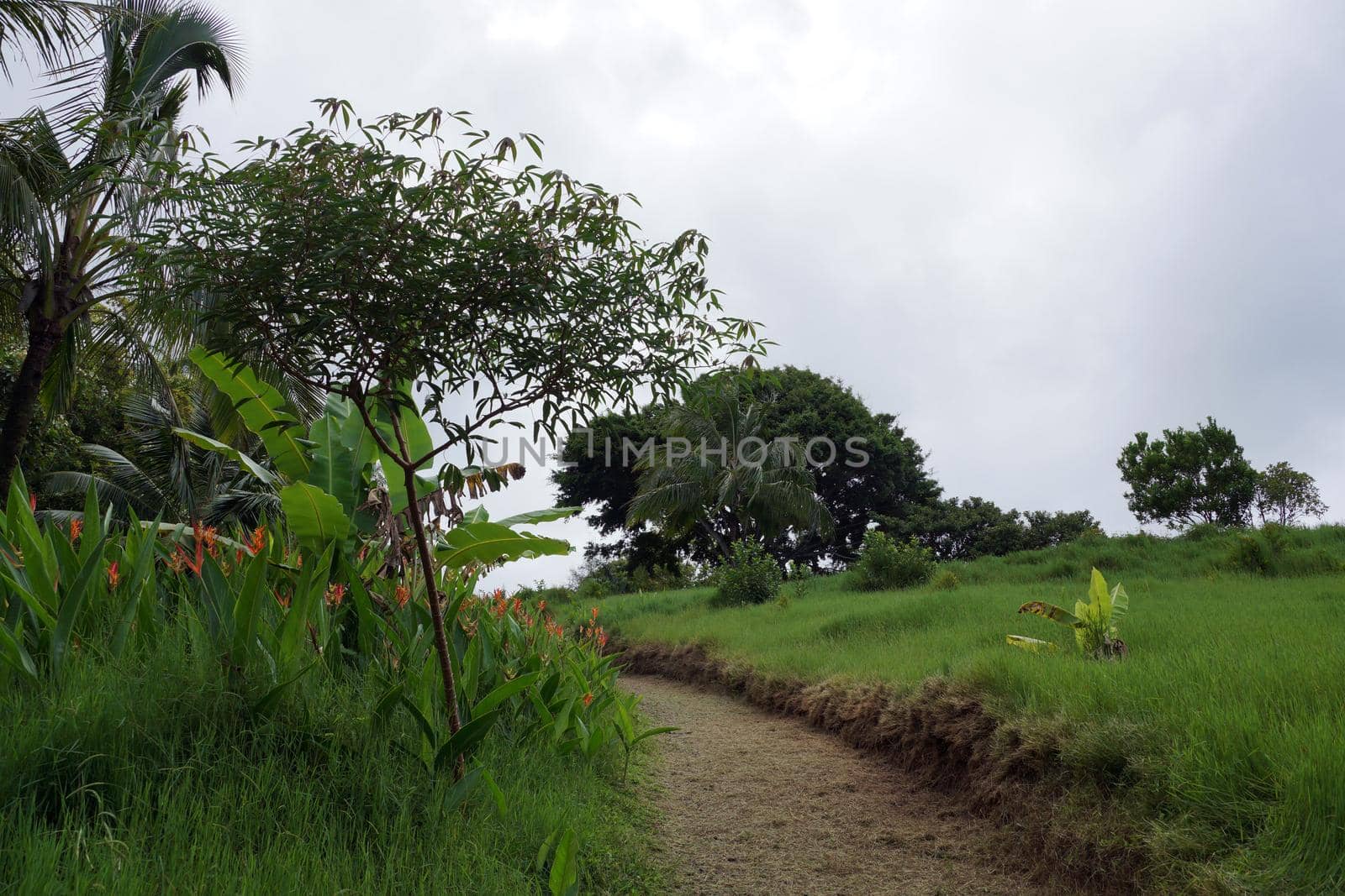 Path cut through Green overgrown grass in botanical garden by EricGBVD