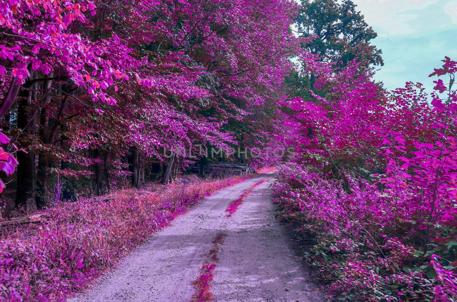 Beautiful pink and purple infrared panorama of a forest. by MP_foto71