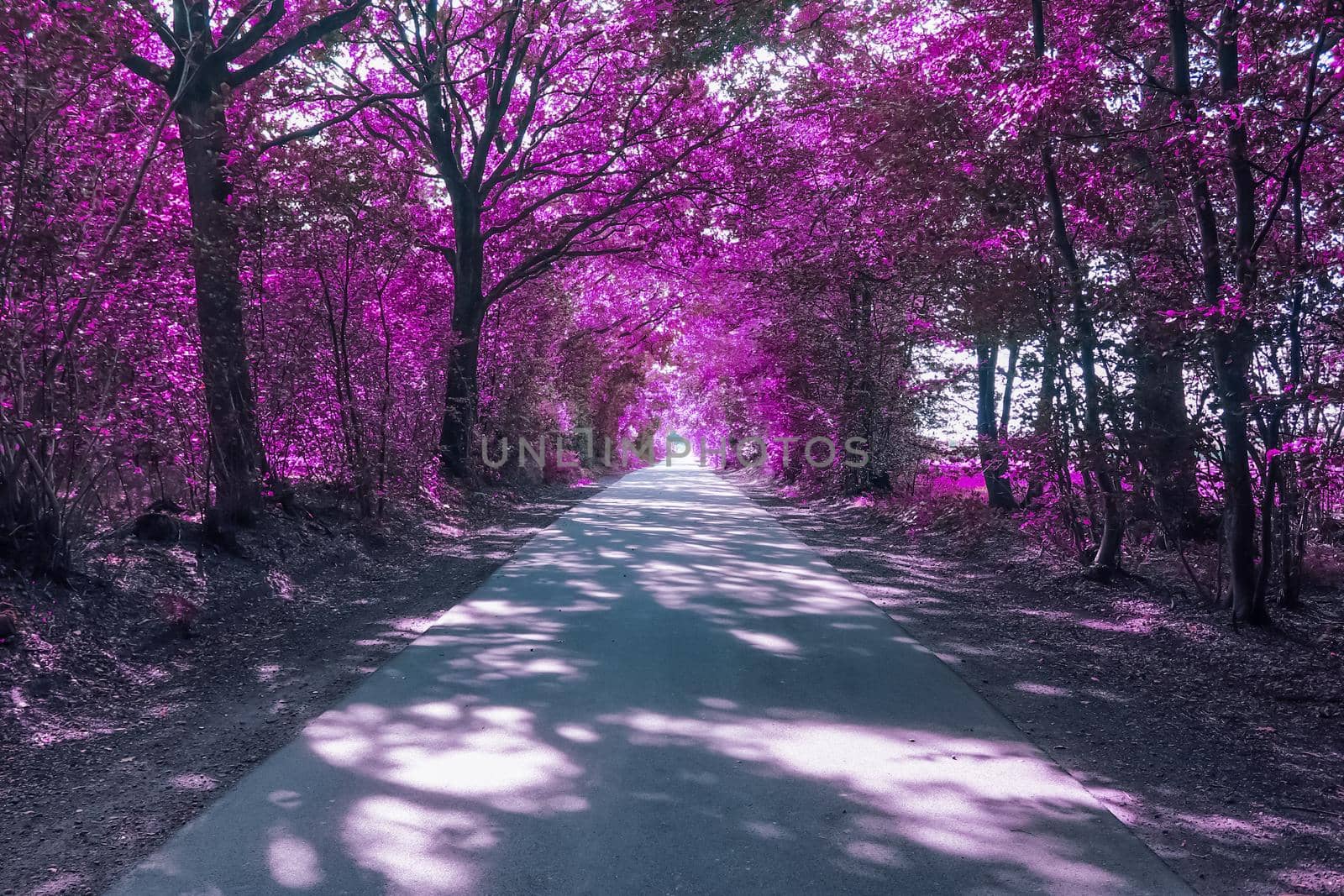 Beautiful pink and purple infrared panorama of a forest
