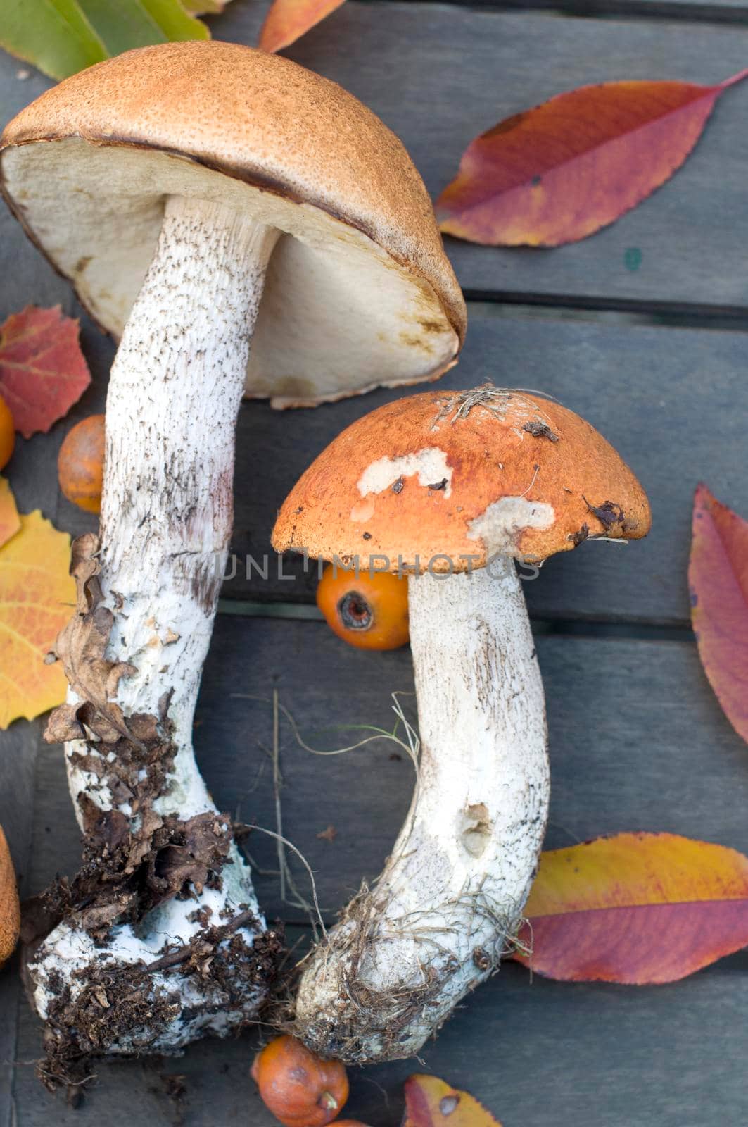 fresh boletus are scattered on the table, the autumn harvest of forest edible mushrooms for harvesting for the winter in reserve. High quality photo