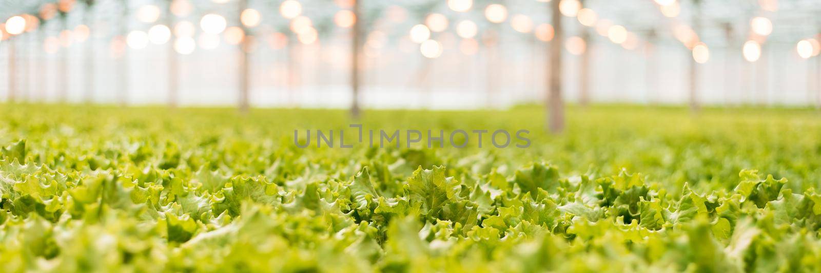 Green salad in the greenhouse. Green industry. Web banner.