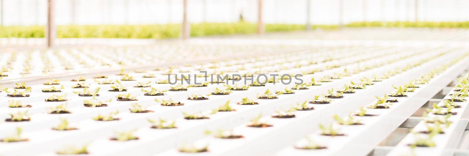 Green sprouts in a large bright white greenhouse. Web banner for farm web sites.