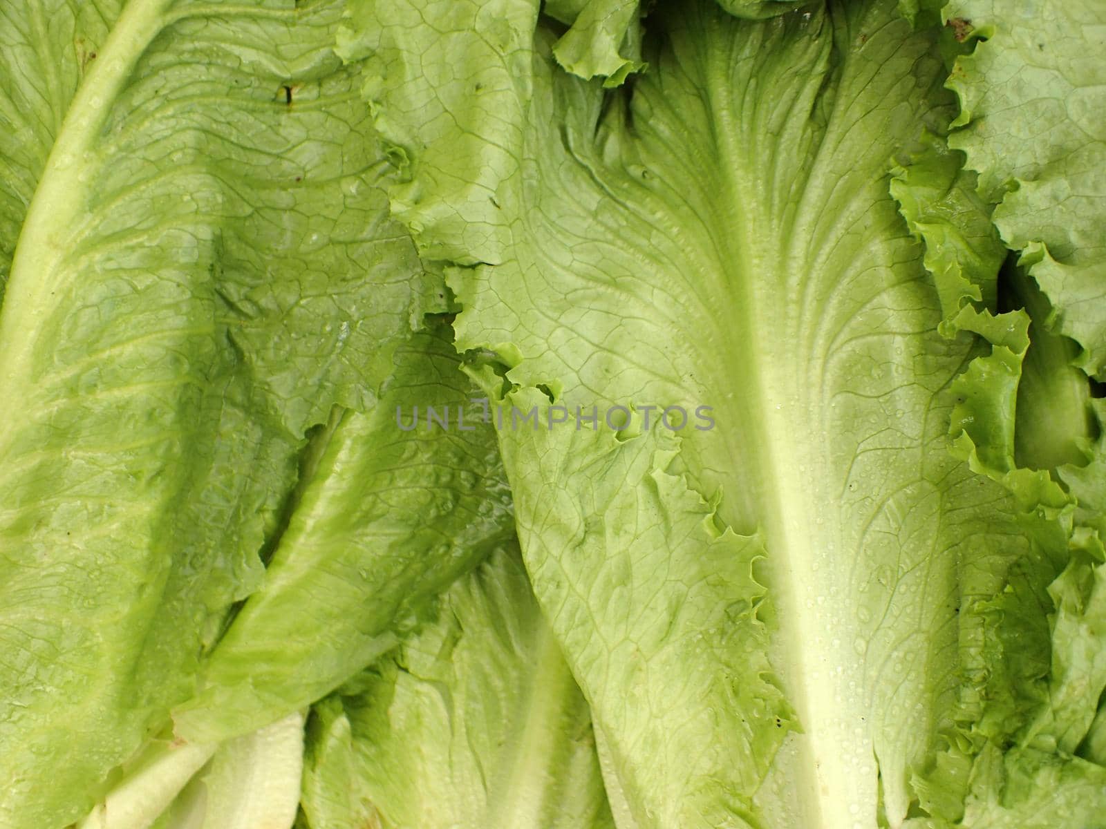 Close-up of lettuce vegetable, raw material of salad (Lettuce sativa) 