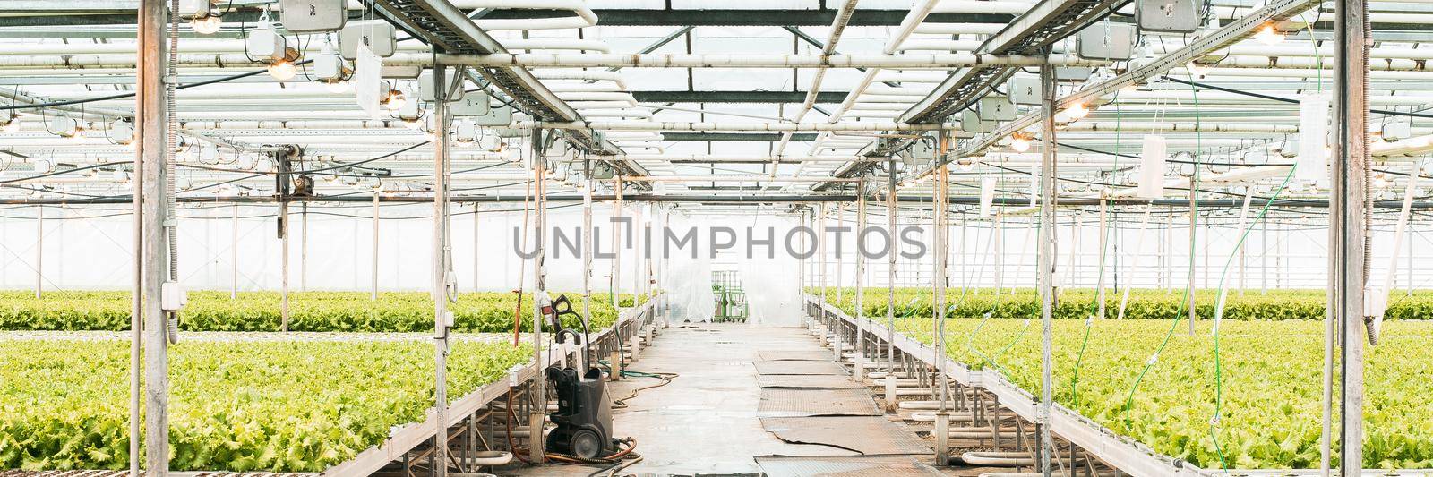 Green House and green vegetable. Young plants growing in a very large nursery. Web banner