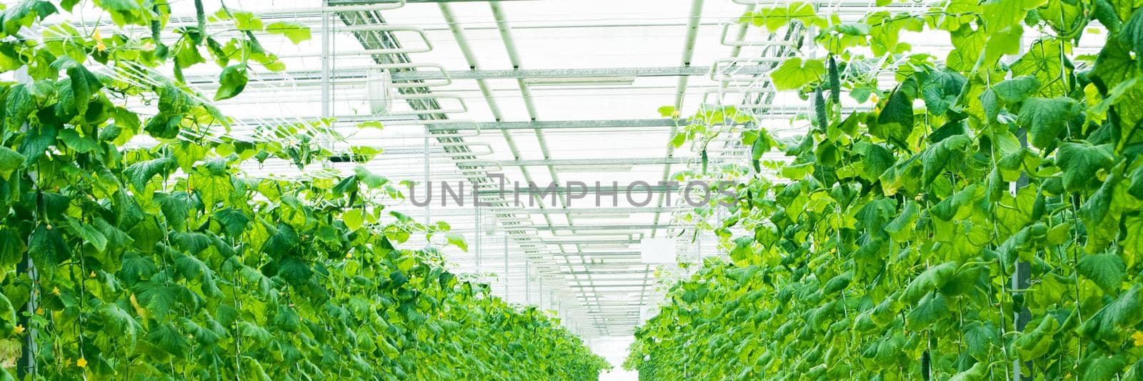 Growing green cucumbers in a large and bright greenhouse. Small green cucumbers on the farm. Web banner.