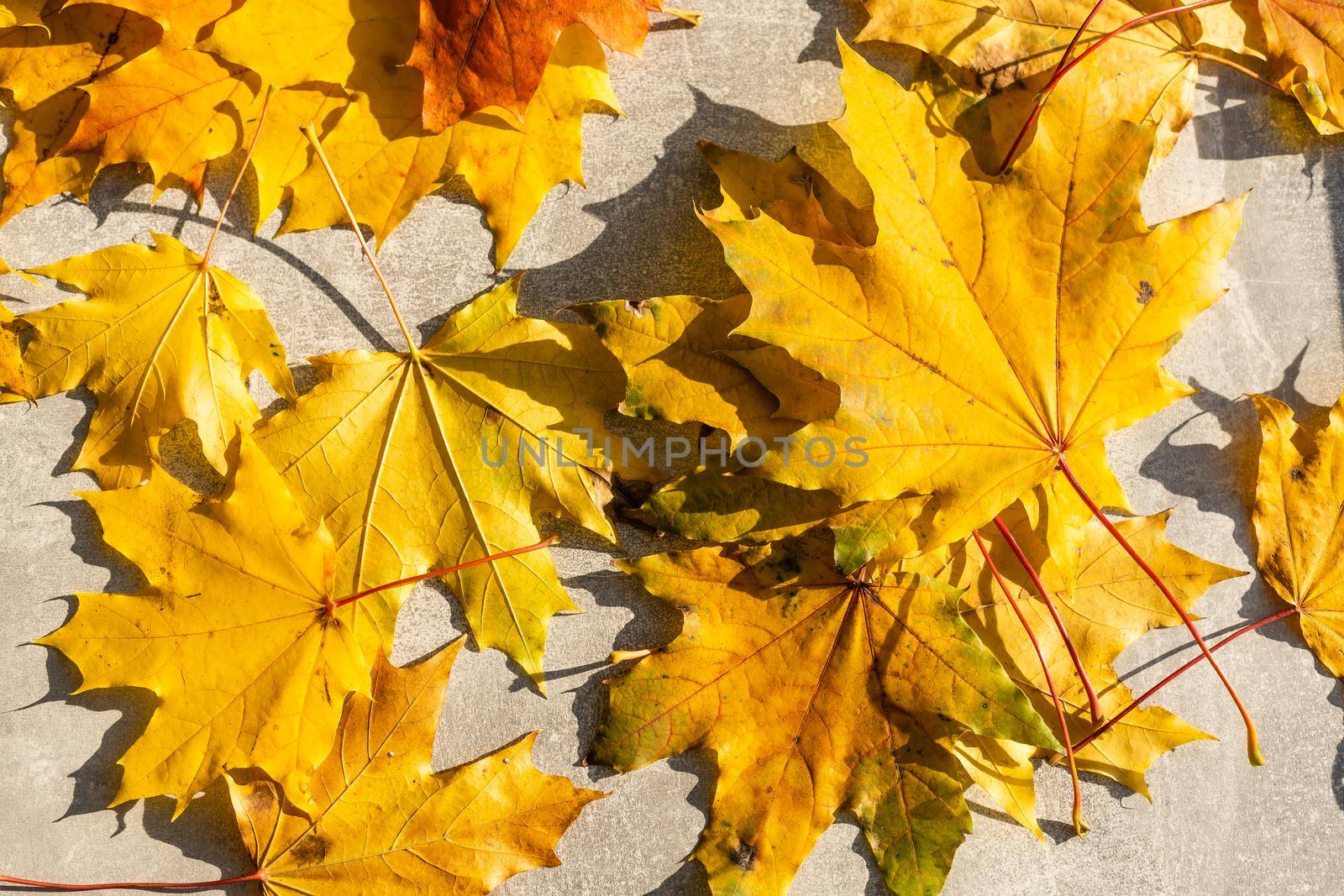 Autumn maple leaves on gray wooden background