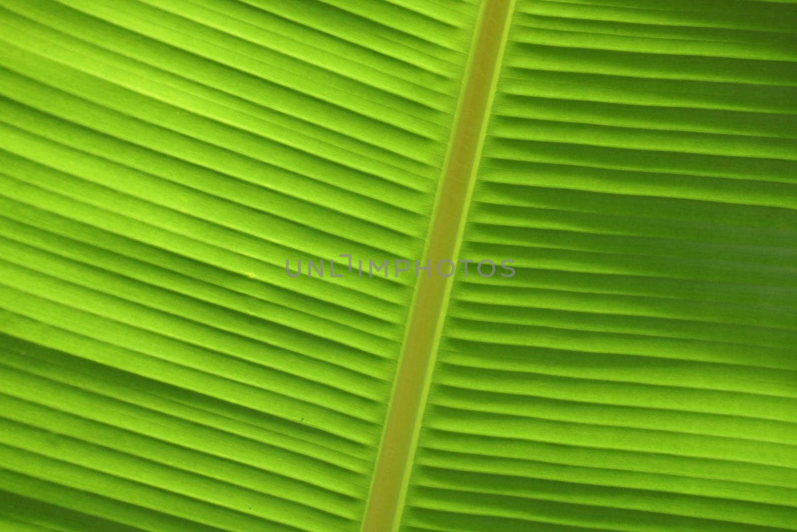 Green Banana leaf with spine close-up.