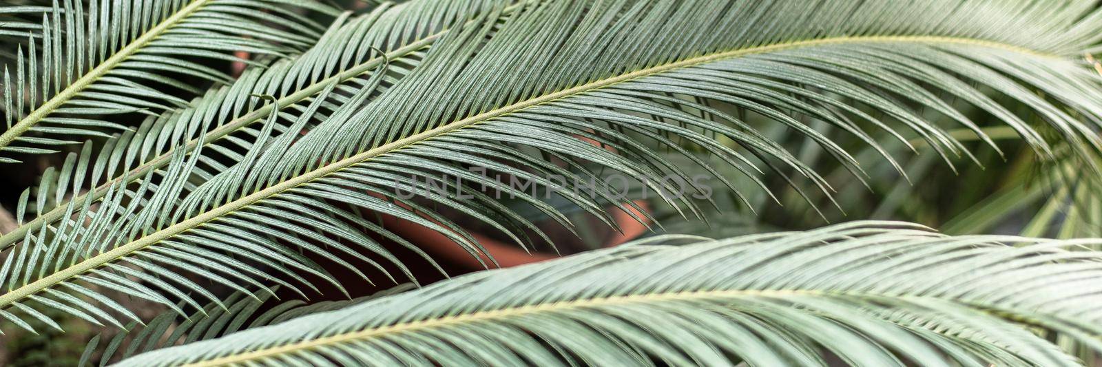 Palm leaves in the jungle. Beautiful tropical background. Web banner