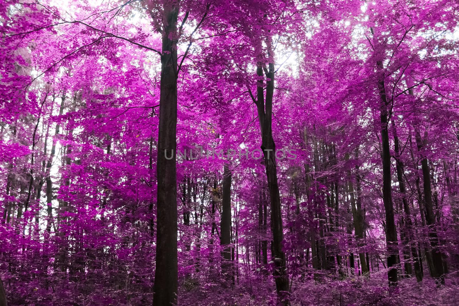 Beautiful pink and purple infrared panorama of a forest