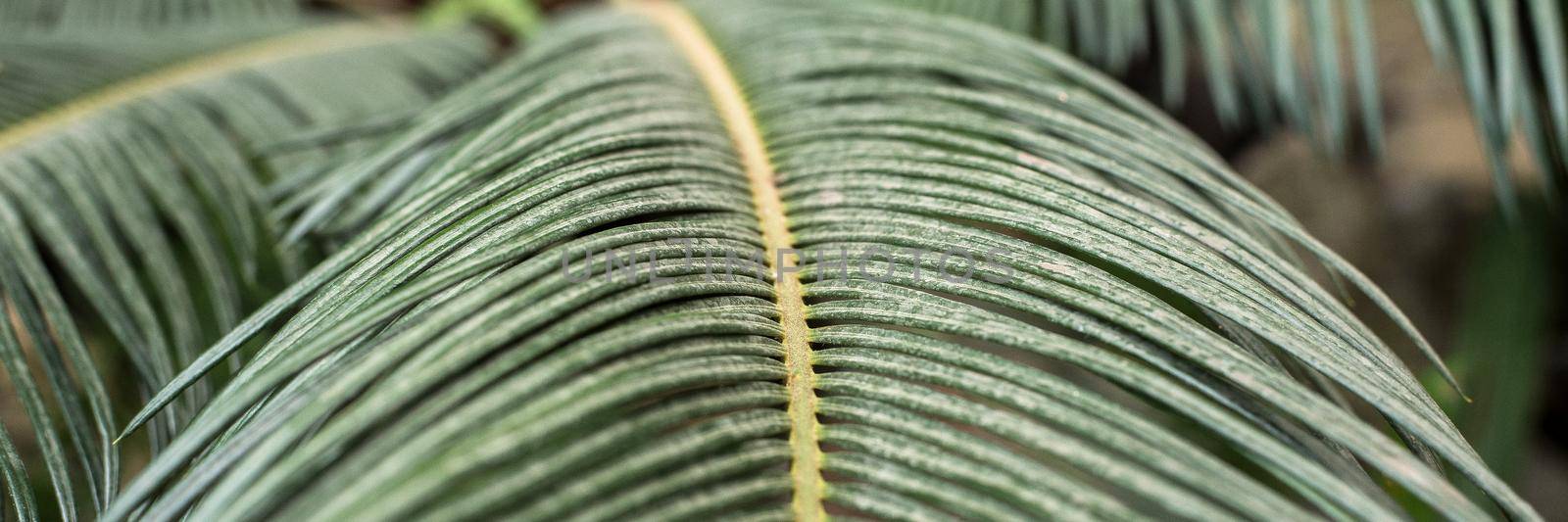 Palm leaves in the jungle. Beautiful tropical background. Web banner