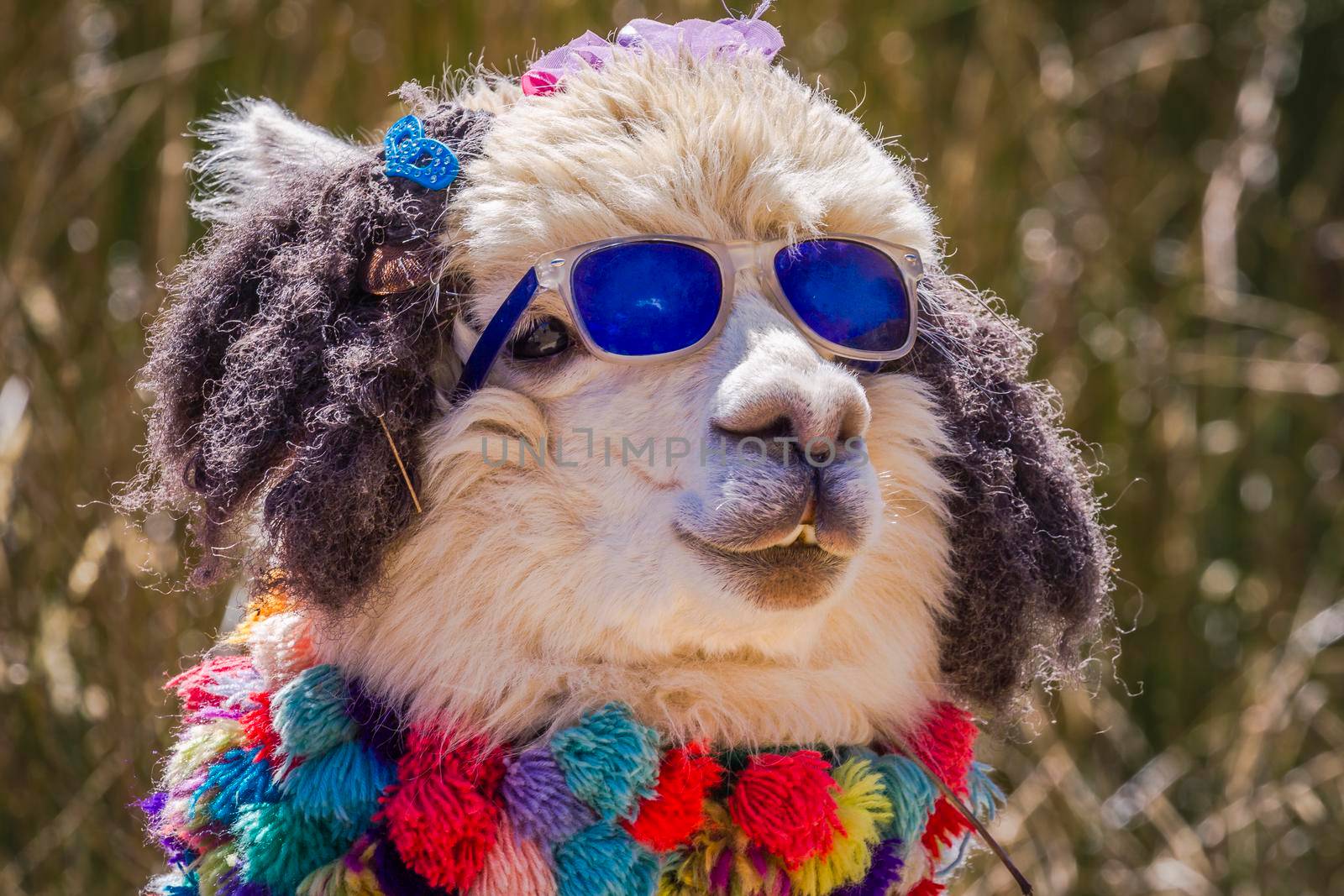Close-up of Fashion cute Llama with sunglasses in Peru, South America.