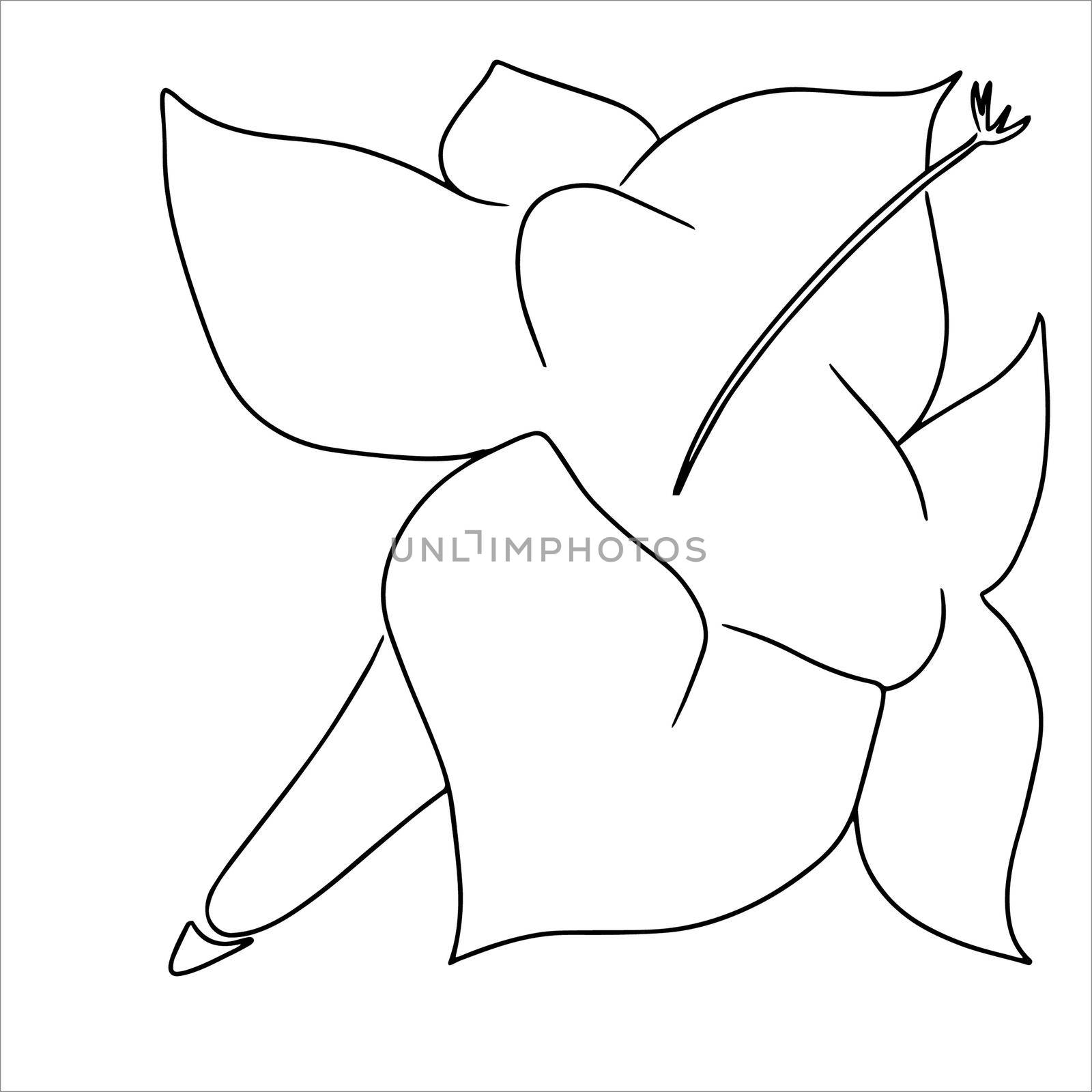 Hand drawn flower isolated on white. Illustration in minimalism style by fireFLYart