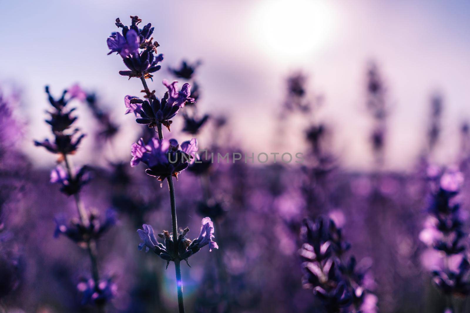 Close up Lavender flower blooming scented fields in endless rows on sunset. Selective focus on Bushes of lavender purple aromatic flowers at lavender fields
