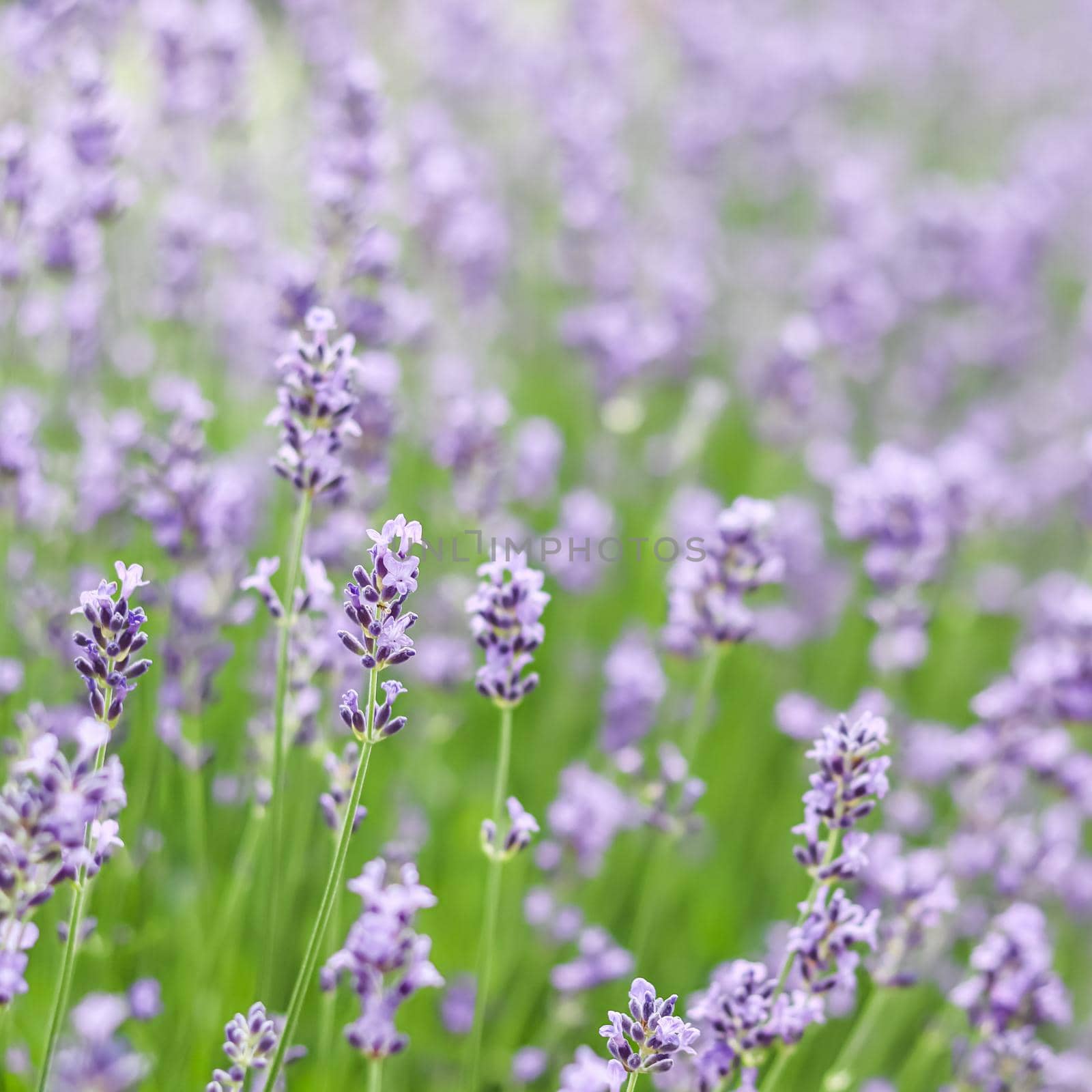 Background from violet lavender in the garden. Soft focus