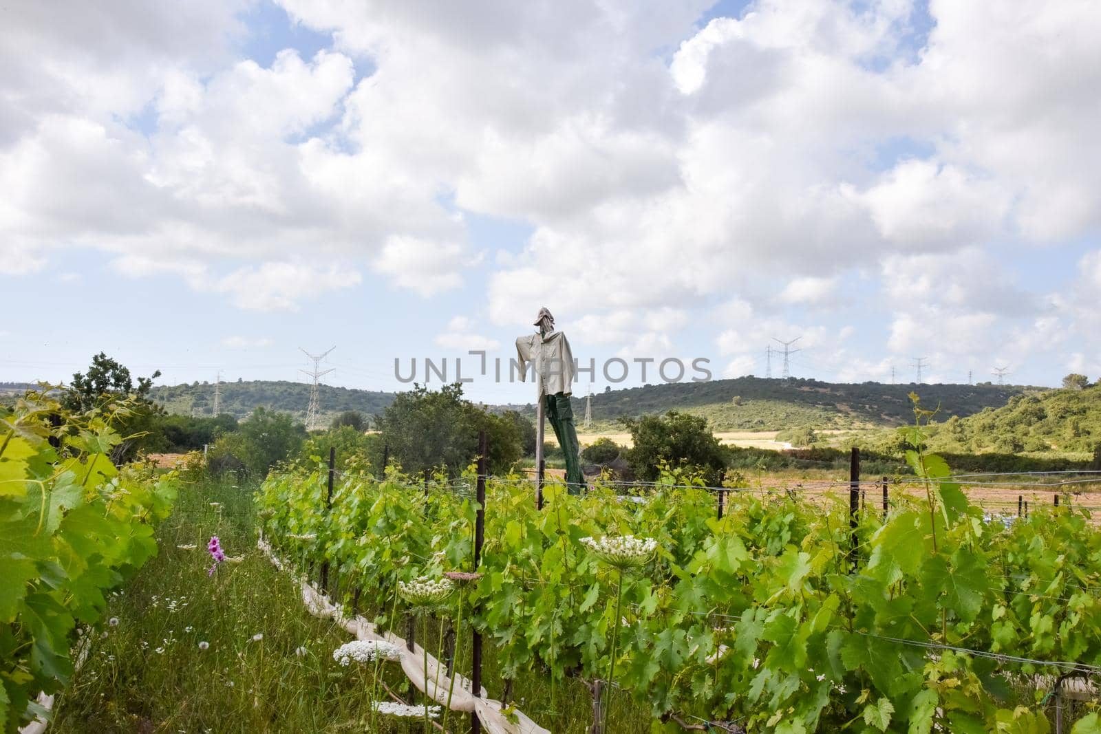 A Scarecrow in the middle of a vineyard. A grape orchard in Zichron Yaacov, Israel. High quality illustration