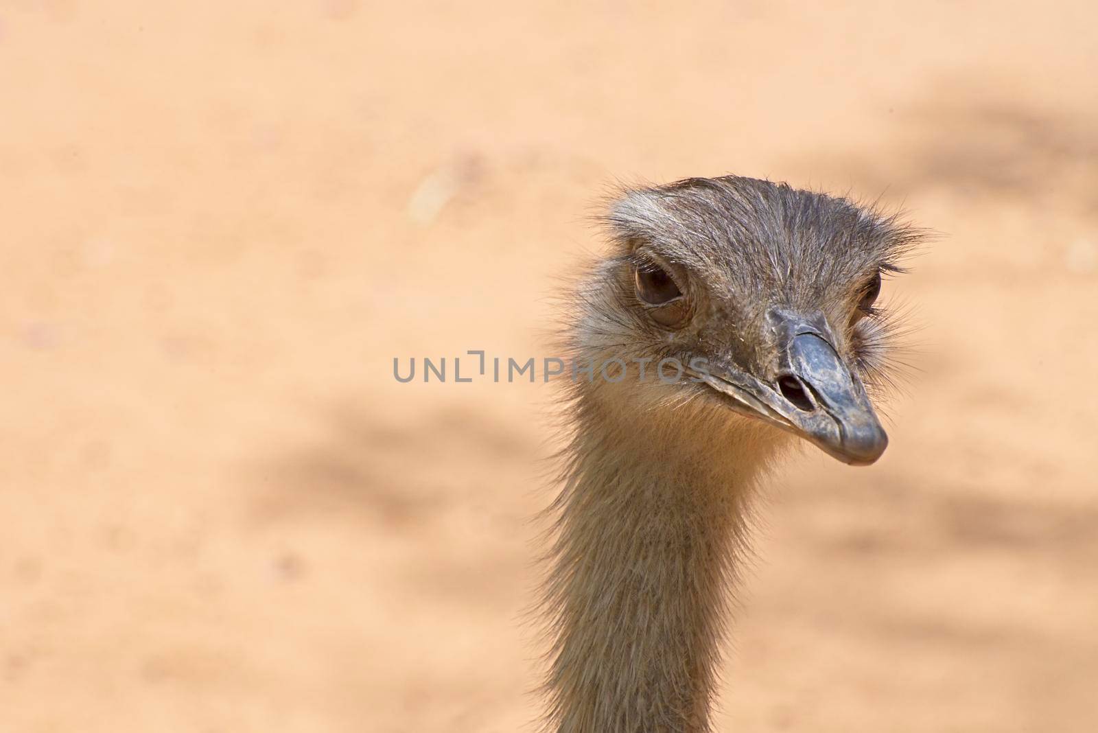Front view of an ostrich. The concept for fear, ignoring, alertness, and attention. High quality photo