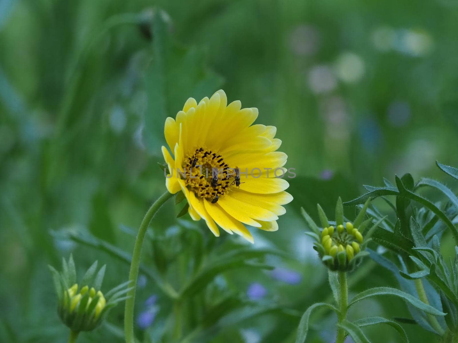 insects fetching nectar from a yellow flower in a lawn