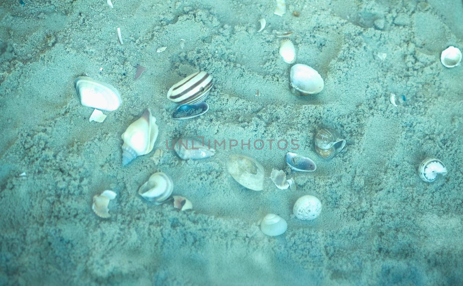 sea shells underwater on the sand floor
