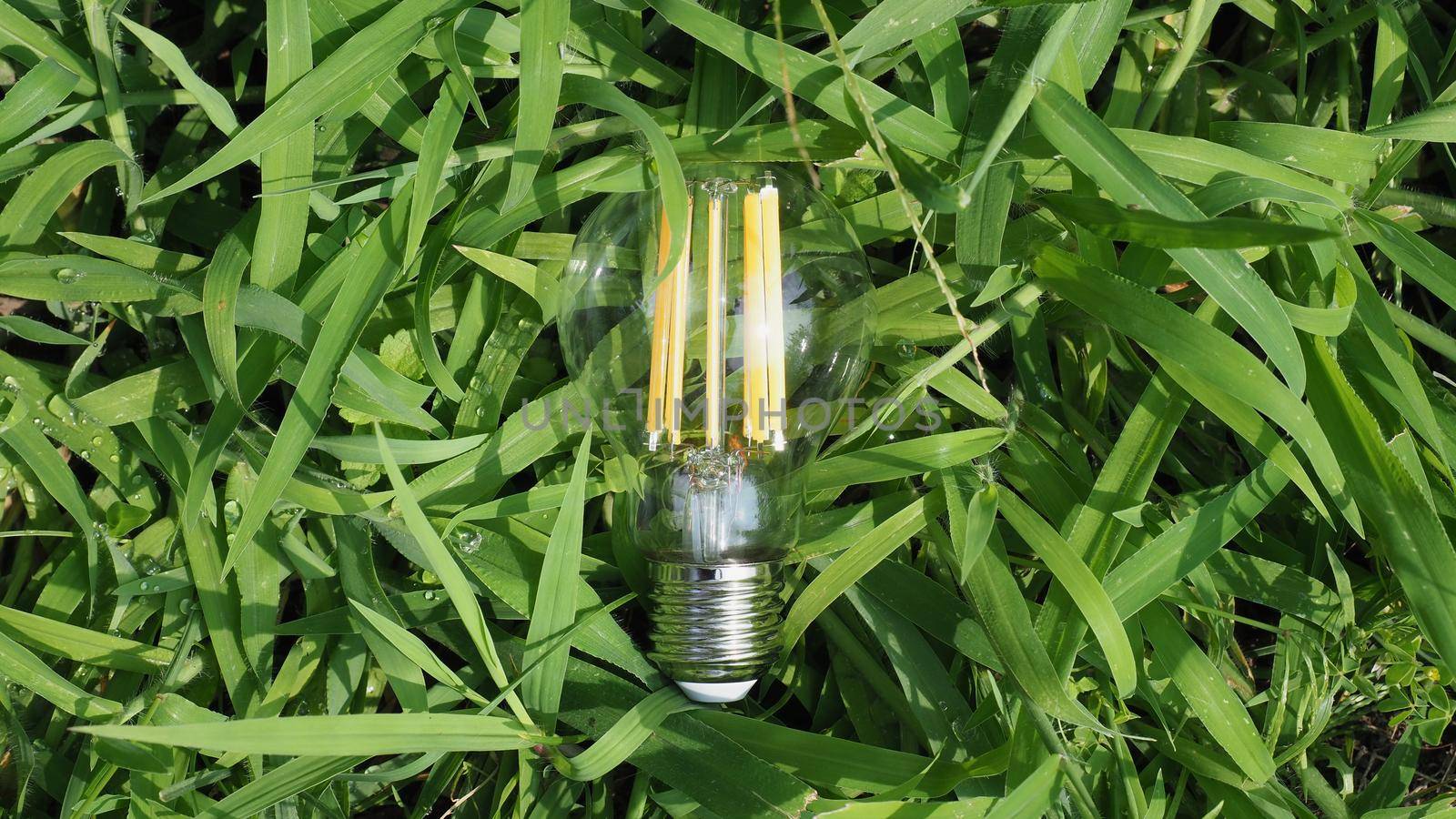 modern energy saving led bulb in the grass