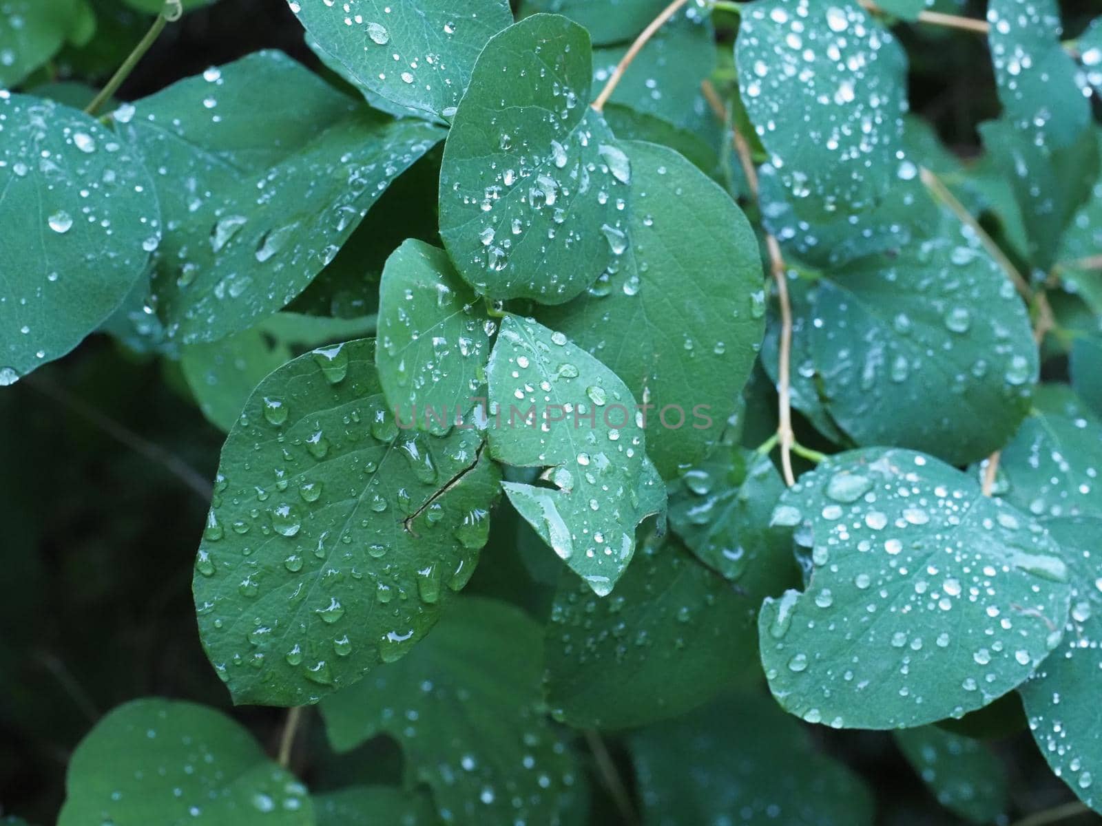 raindrops on leaves by claudiodivizia
