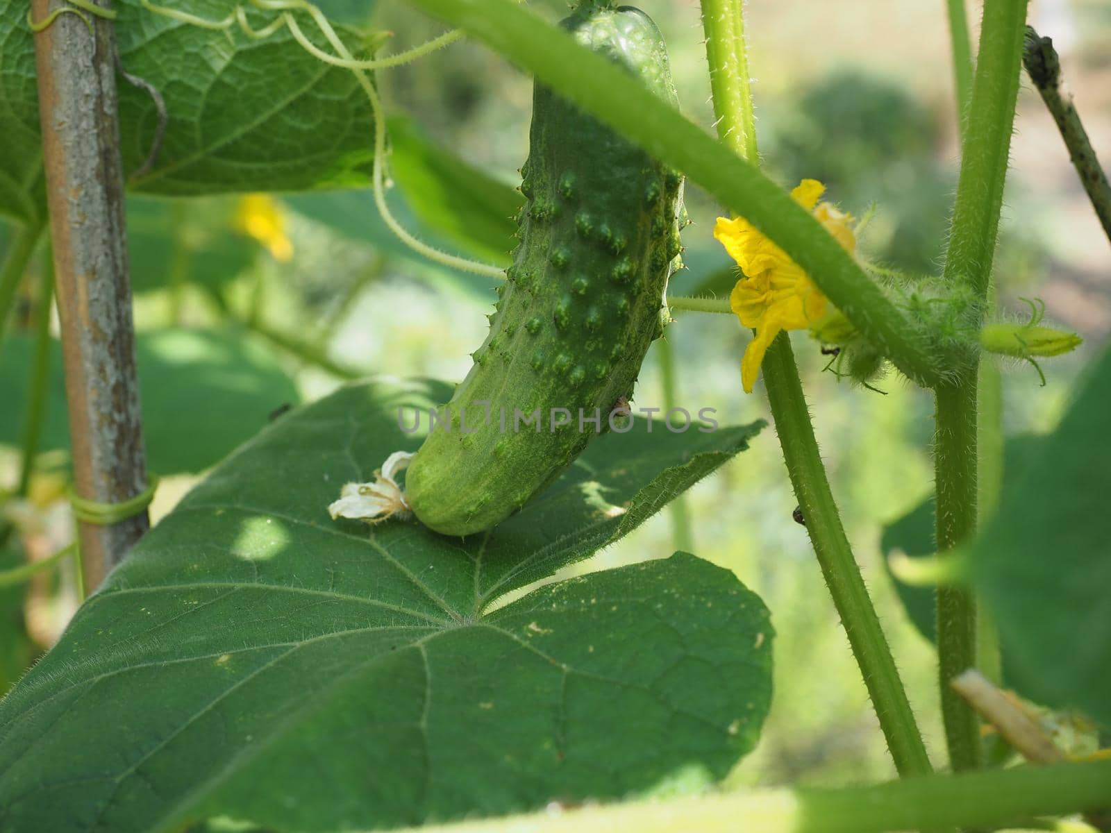 cucumbers scientific name Cucumis sativus vegetables vegetarian food