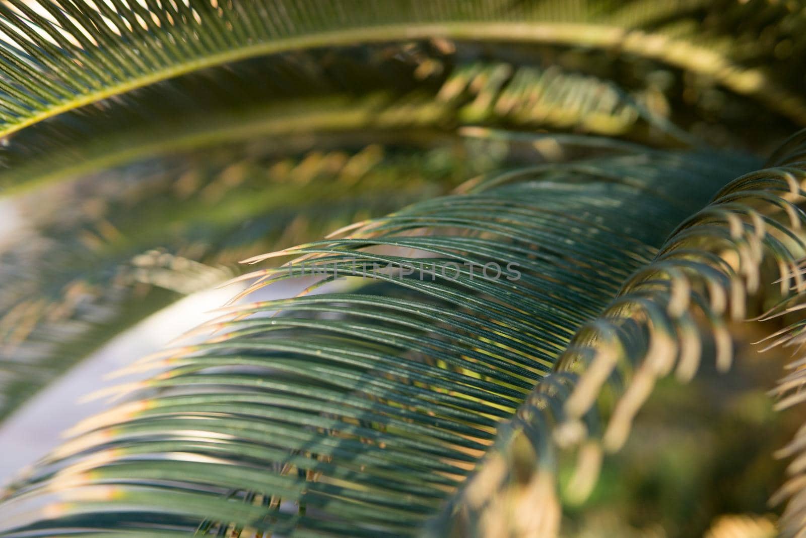 Green palm leaves, natural background. by Annu1tochka