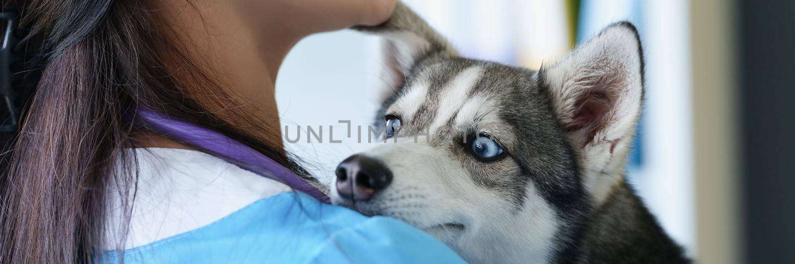 Portrait of veterinarian woman smile and hold cute puppy husky on hands. Beautiful dog with pure blue eyes on appointment in vet. Animal friendly concept