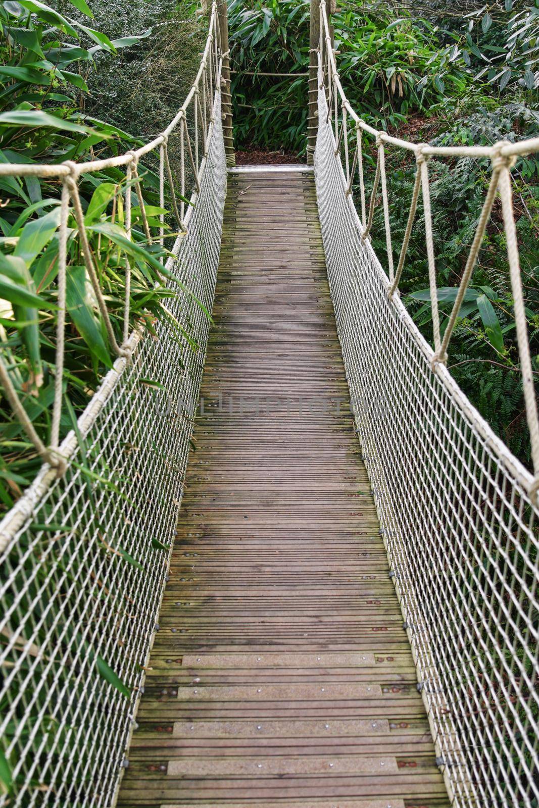 Suspended wooden bridge in the rainforest