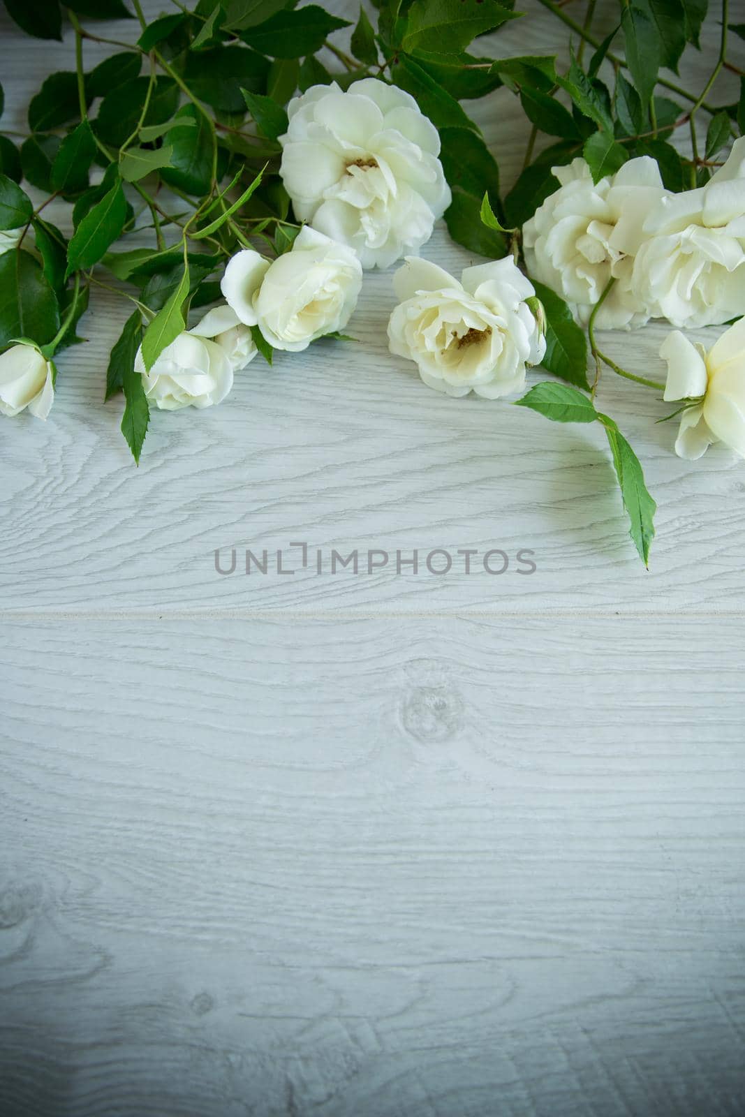 background of many white roses on a light wooden by Rawlik
