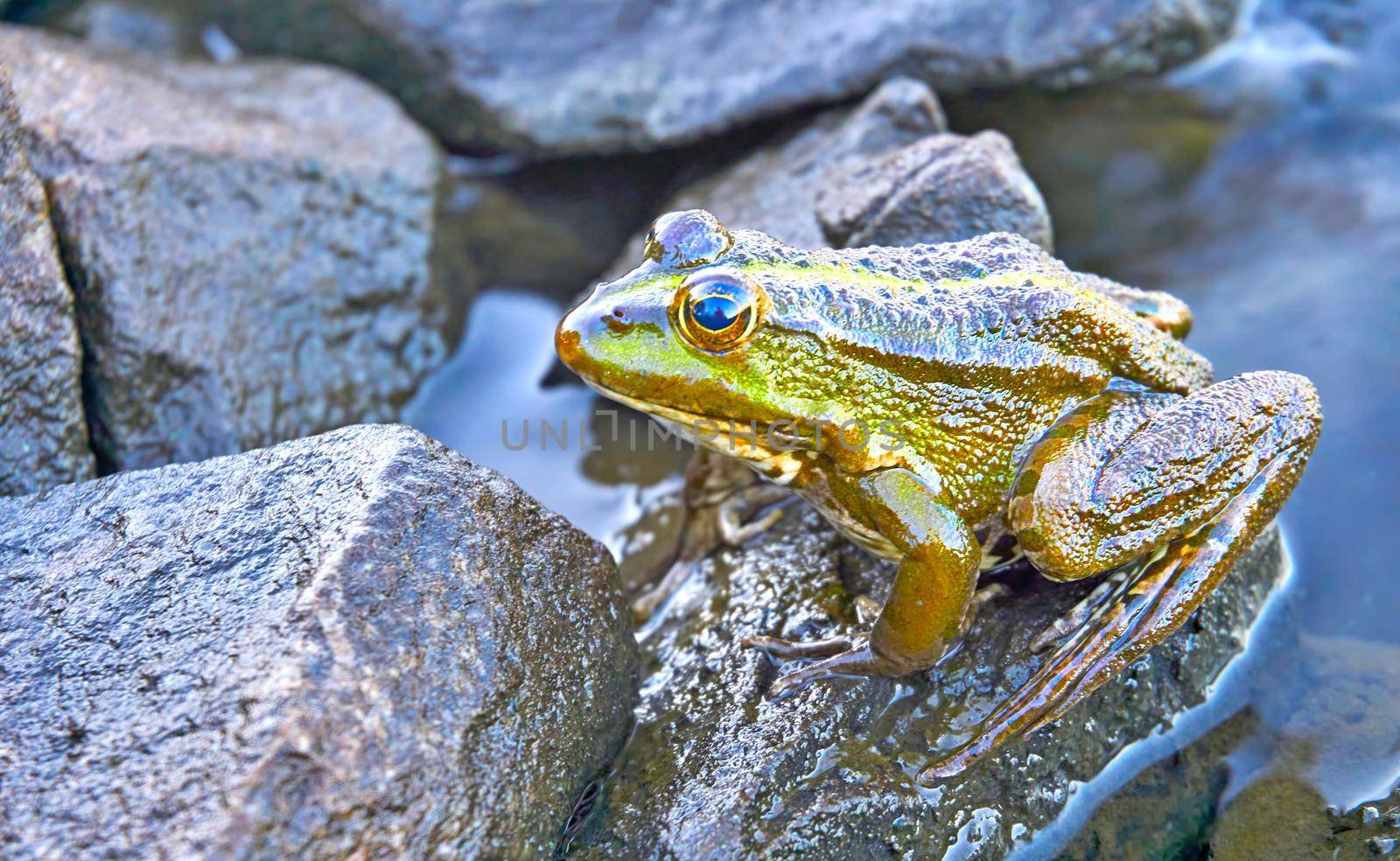 Green brown golden frog sitting on granite stones by jovani68