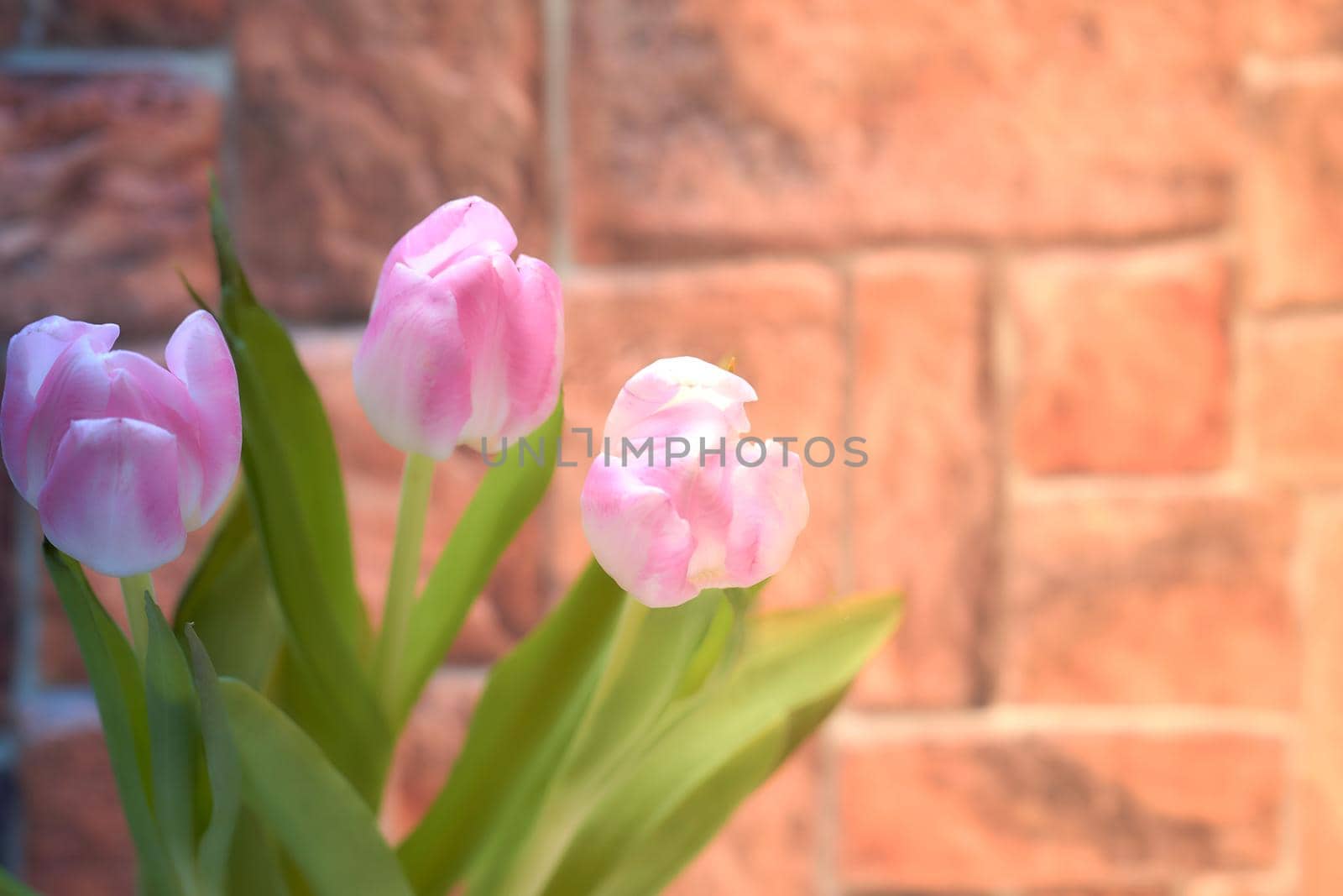 a bulbous spring-flowering plant of the lily family, with boldly colored cup-shaped flowers.